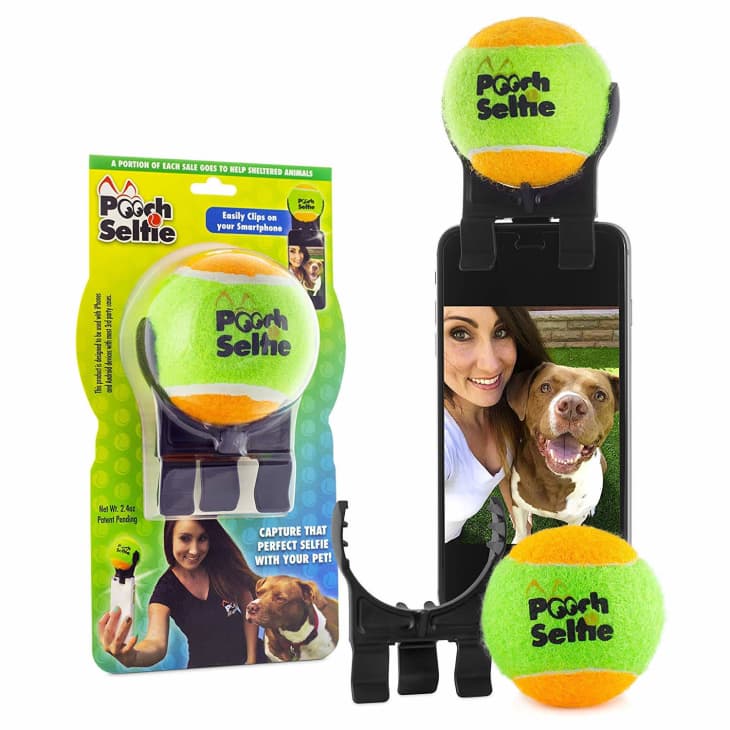 Pooch selfie ball pets shop at home