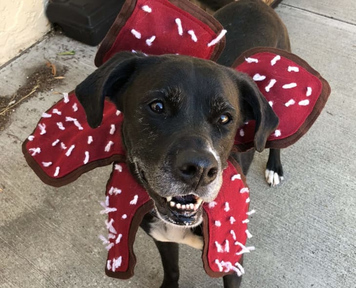 Dog costume stranger things outlet