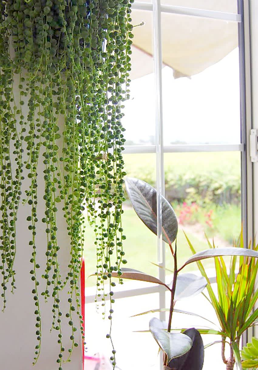 Beautiful Oversized Hanging Plants  Apartment Therapy