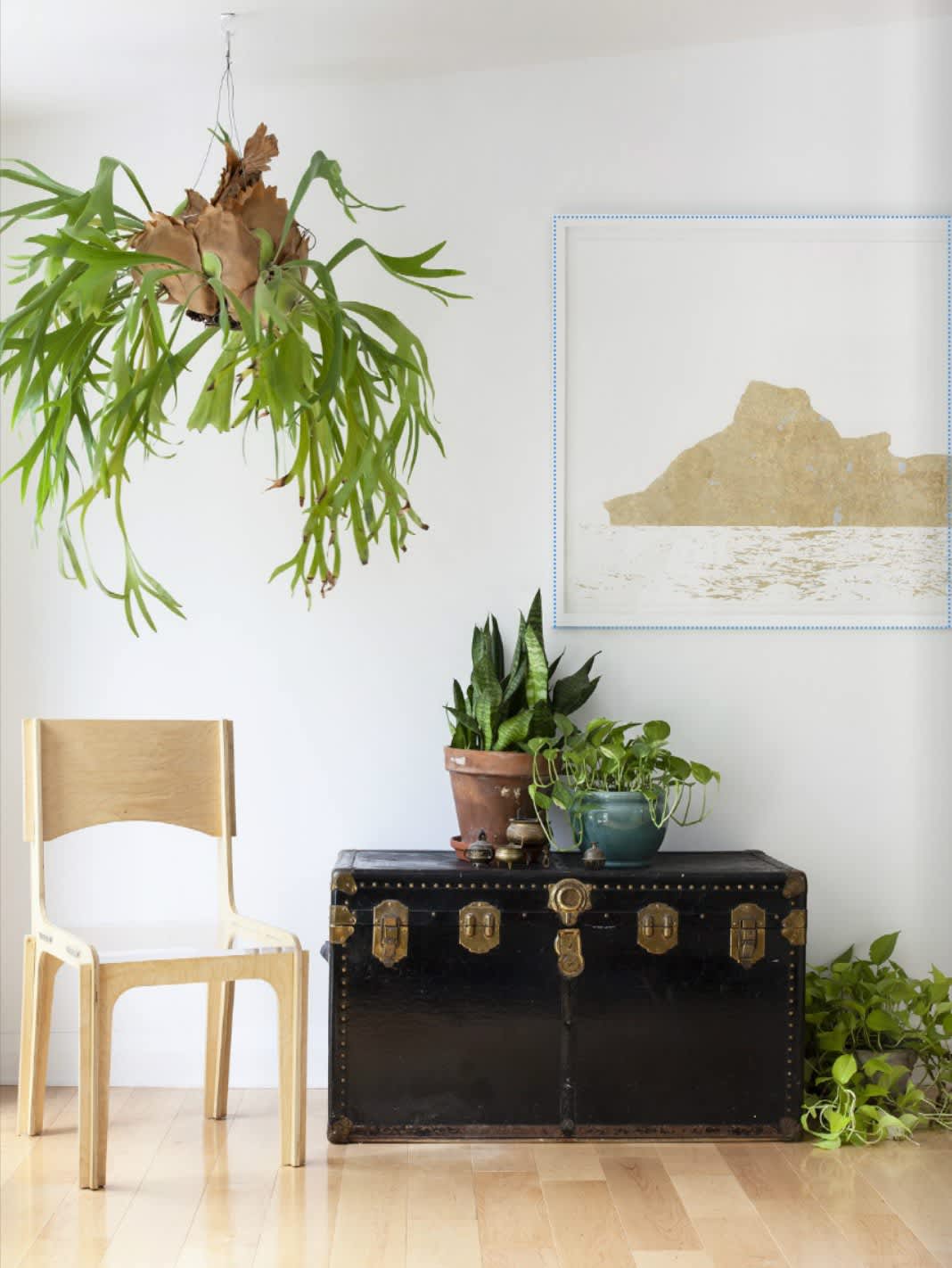 Beautiful Oversized Hanging Plants Apartment Therapy