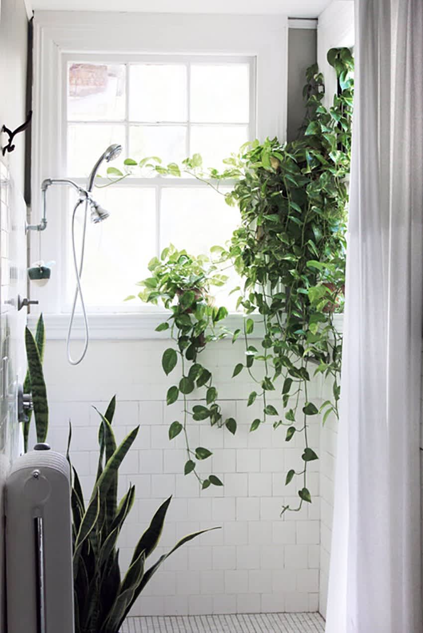 Beautiful Oversized Hanging Plants Apartment Therapy