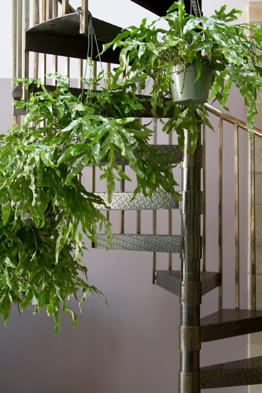 Beautiful Oversized Hanging Plants Apartment Therapy