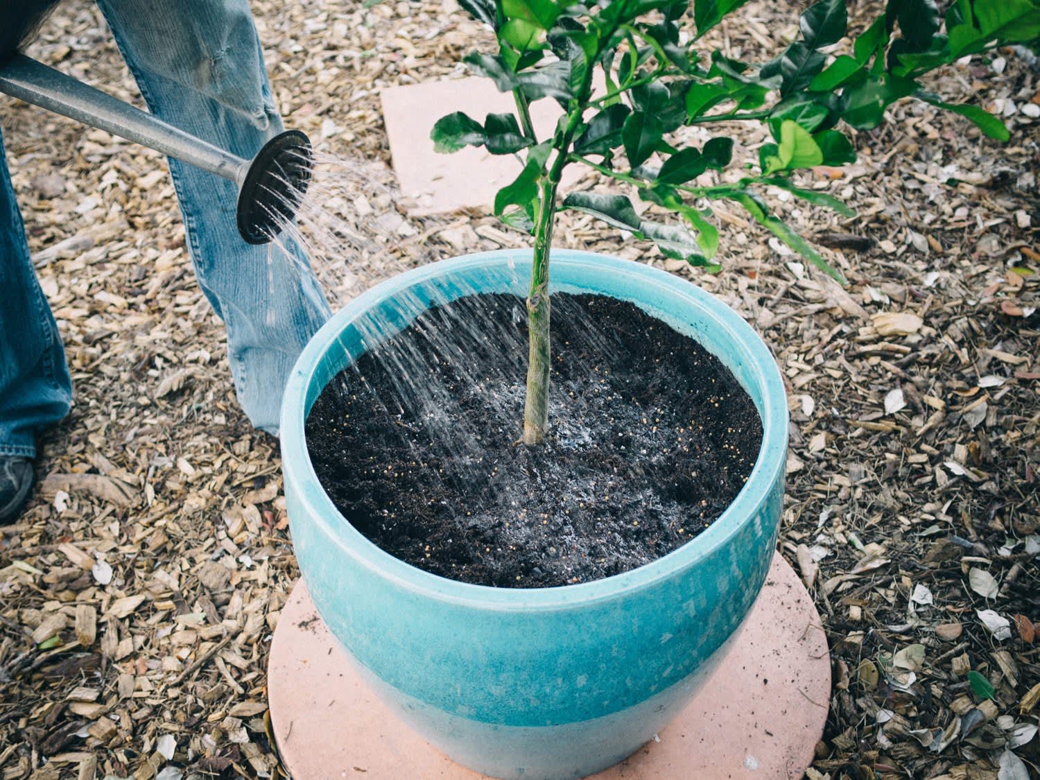 How to Grow a Citrus Tree in a Container Apartment Therapy