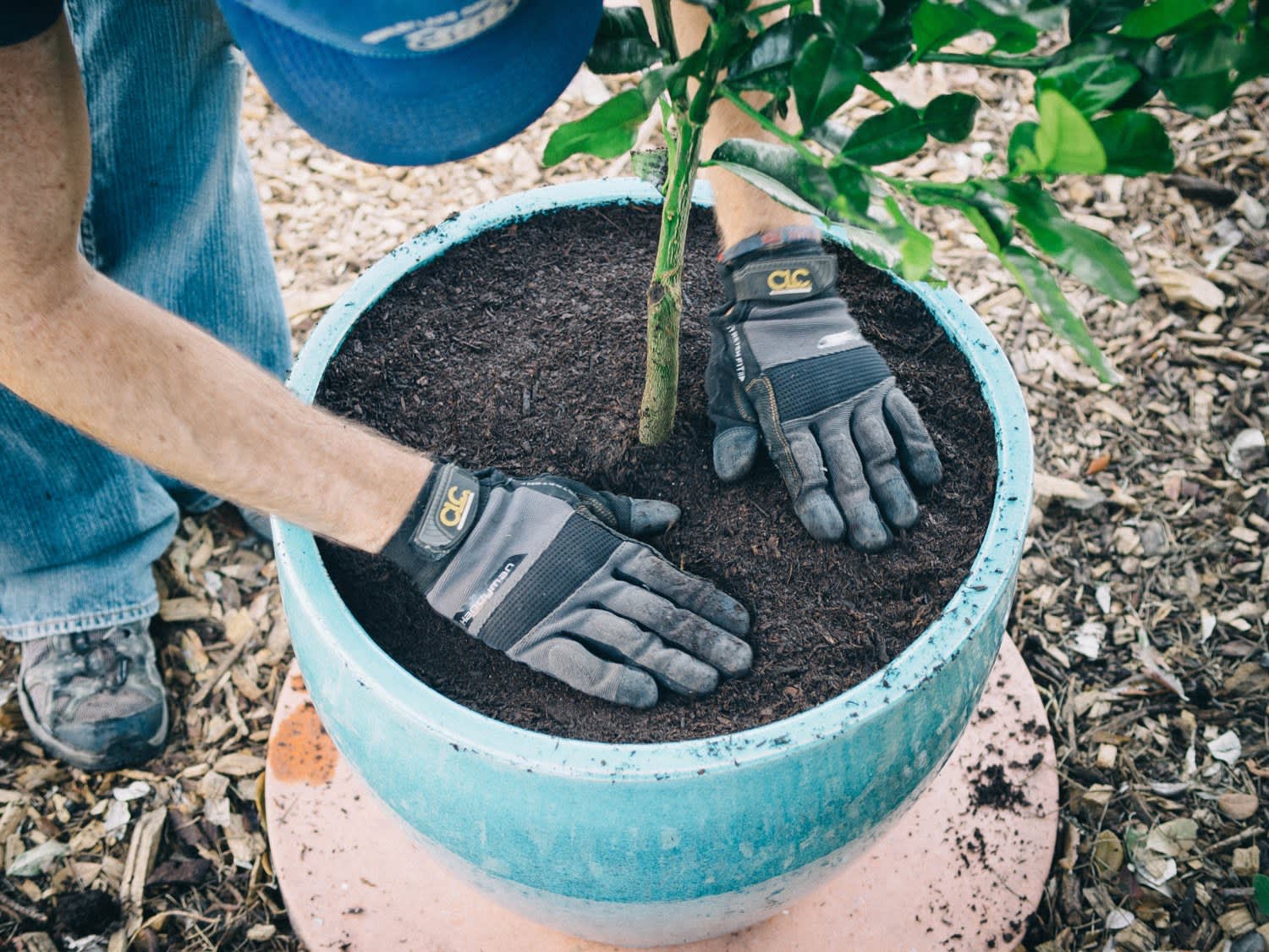 How to Grow a Citrus Tree in a Container Apartment Therapy
