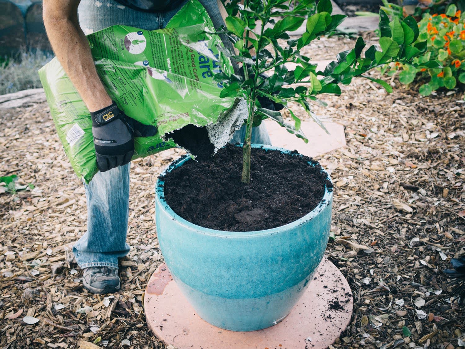 How to Grow a Citrus Tree in a Container Apartment Therapy
