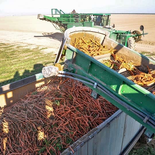 How Baby Carrots Are Made A Tour Behind the Scenes of a Baby Carrot