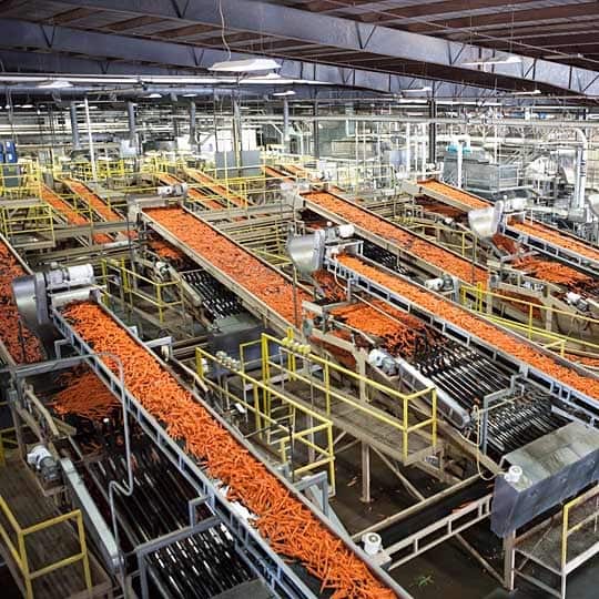 How Baby Carrots Are Made A Tour Behind the Scenes of a Baby Carrot