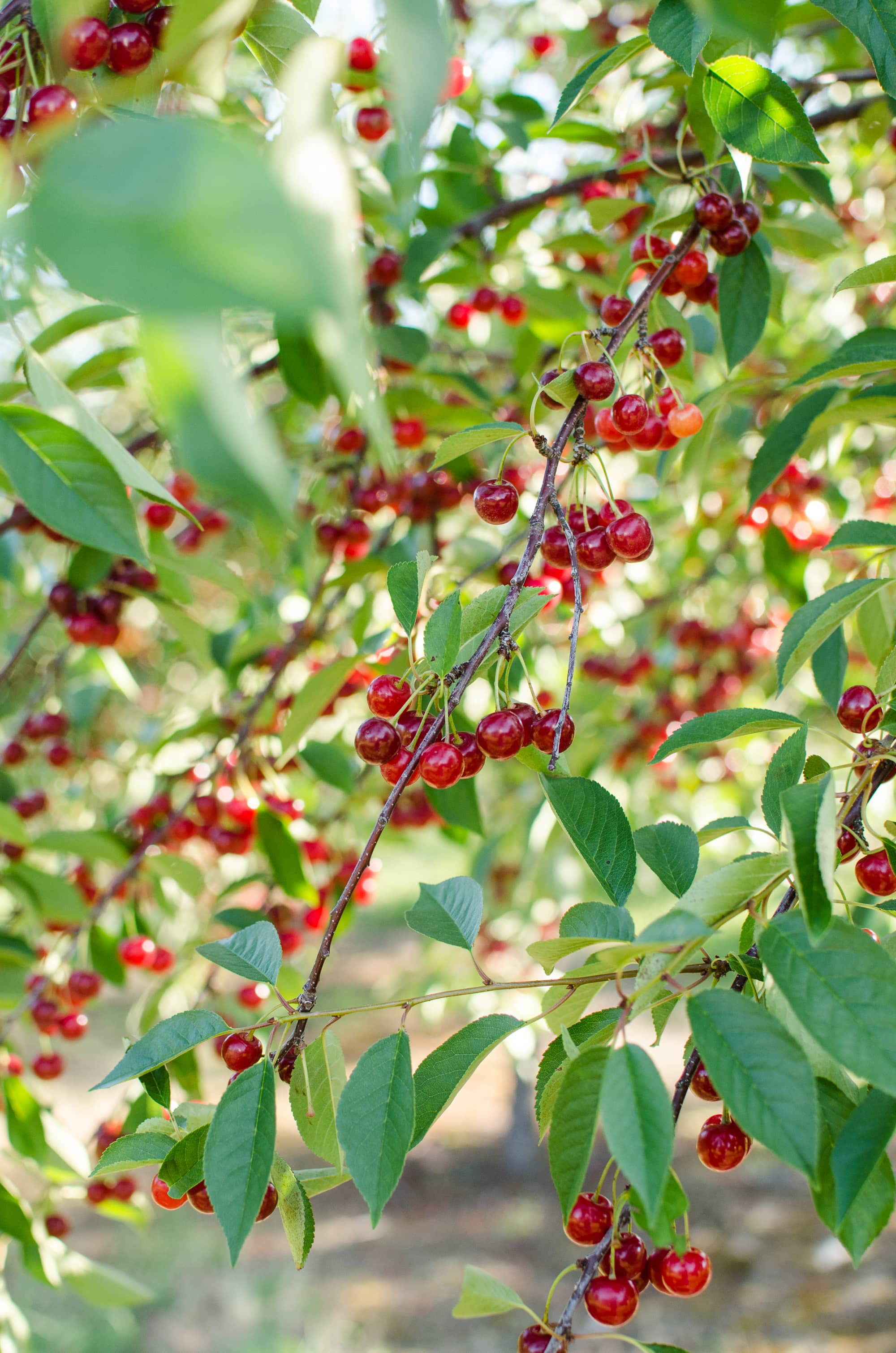 How Tart Cherries Are Grown In Michigan And Why You Should Look For Them Now Kitchn 1883