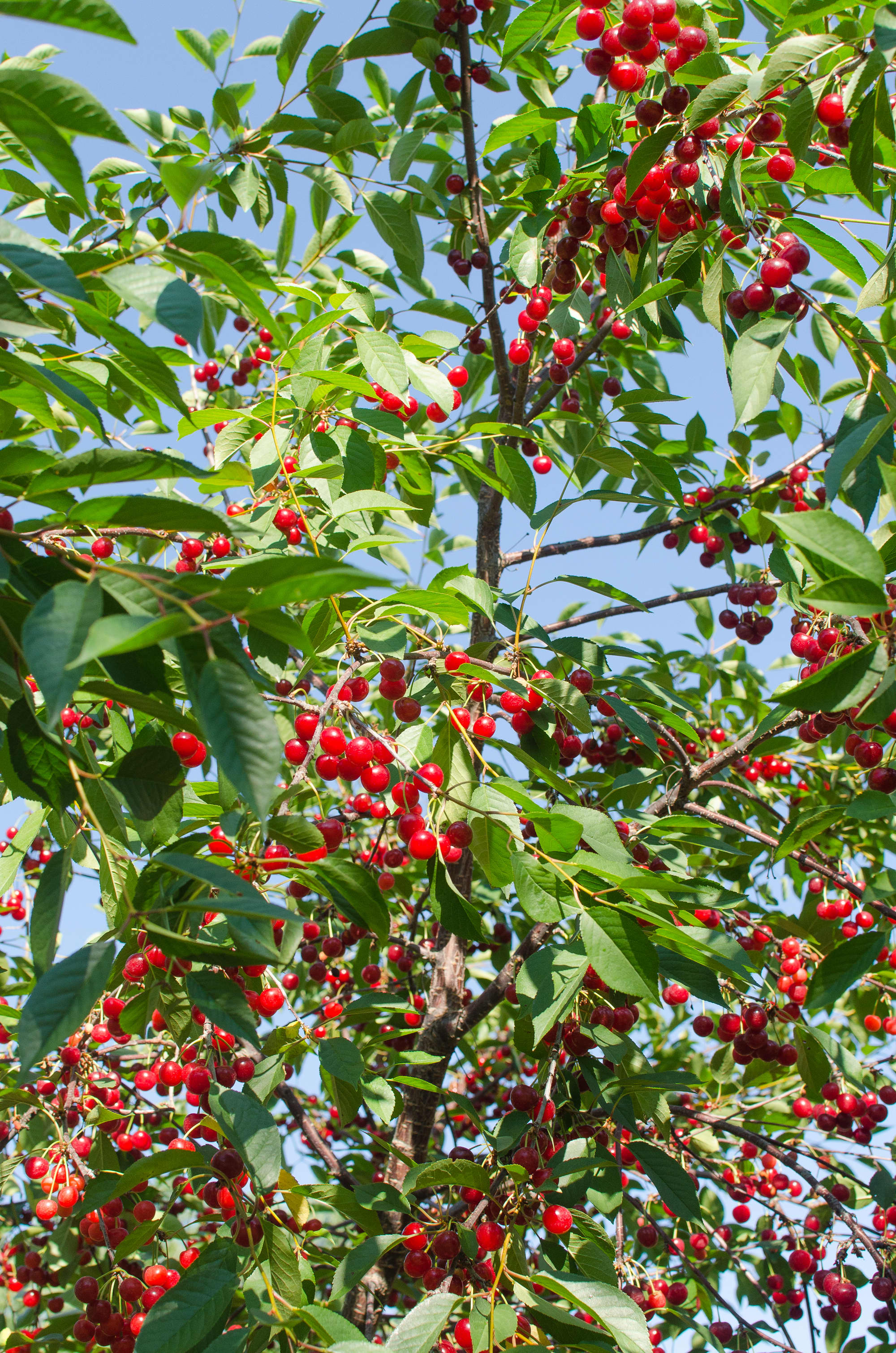 How Tart Cherries Are Grown in Michigan And Why You Should Look for Them Now Kitchn