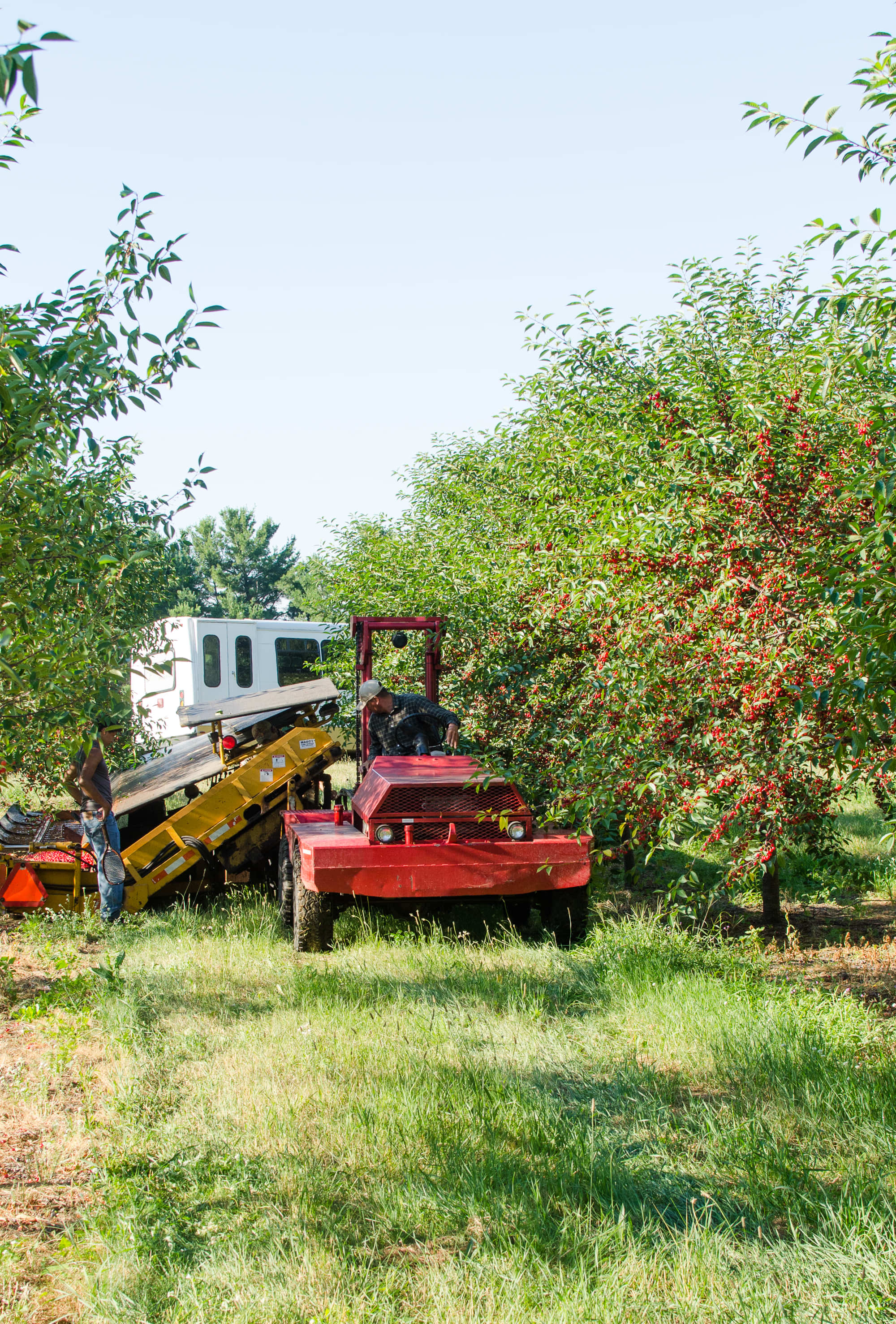 How Tart Cherries Are Grown in Michigan And Why You Should Look for