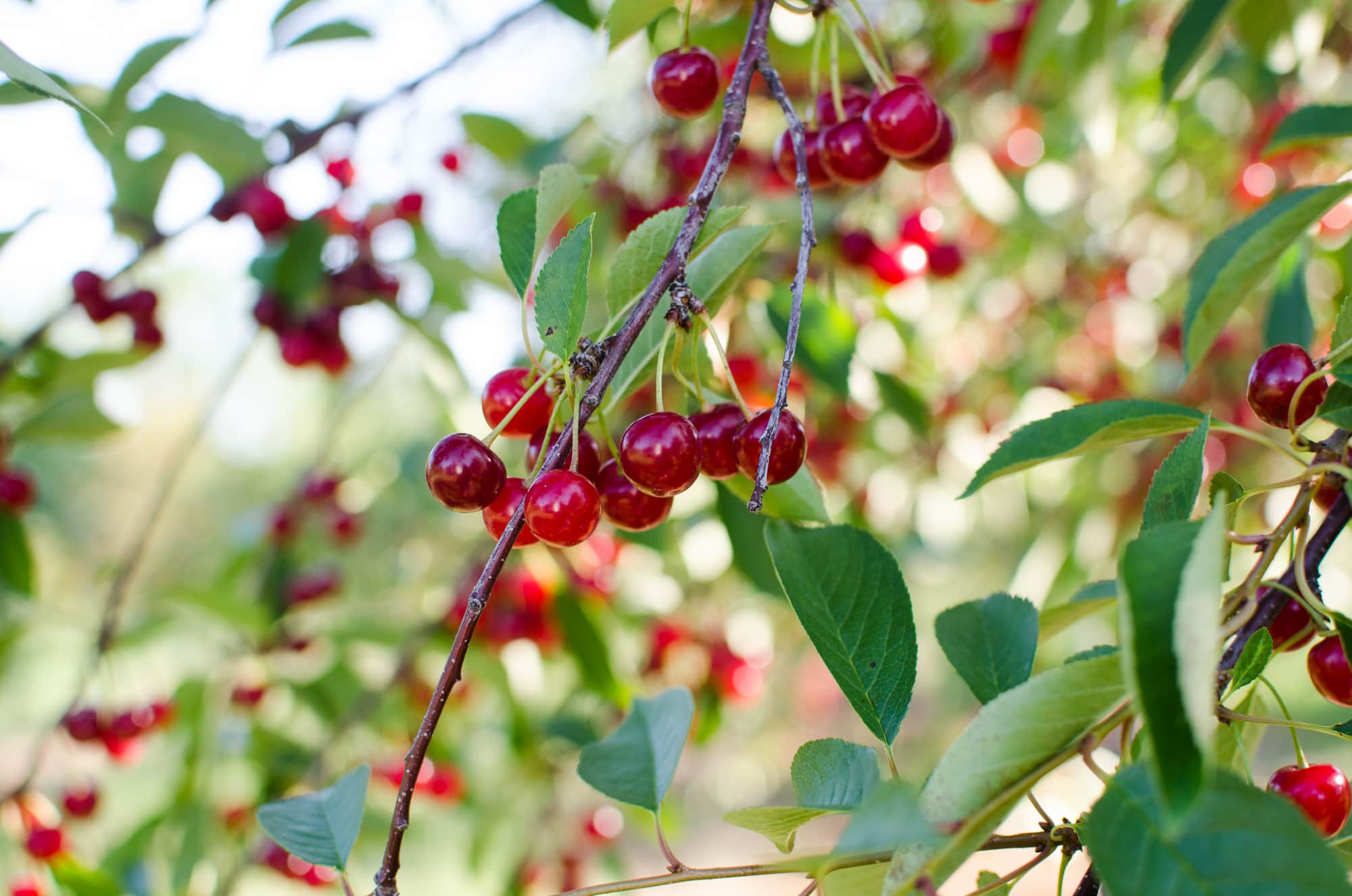How Tart Cherries Are Grown in Michigan And Why You Should Look for