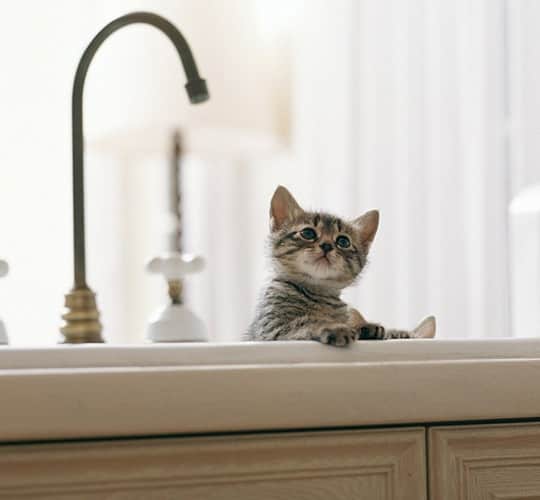 Kittens in the Kitchen! A Cuteness Break for Your PostHoliday