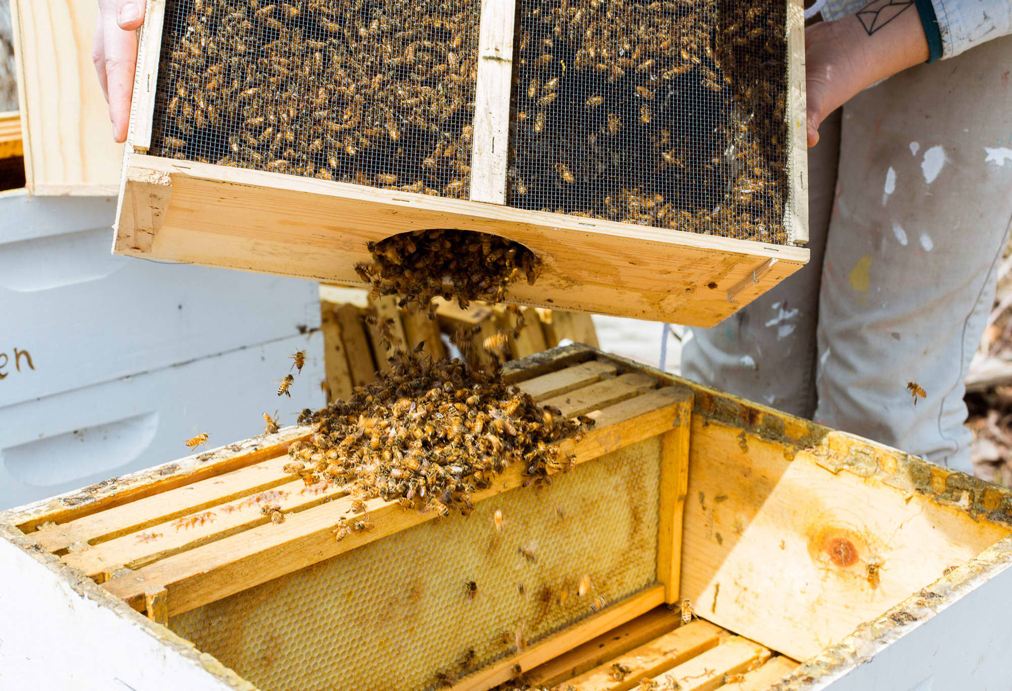 A Visit with Jana Kinsman of Bike a Bee Building Hives & Sharing Honey