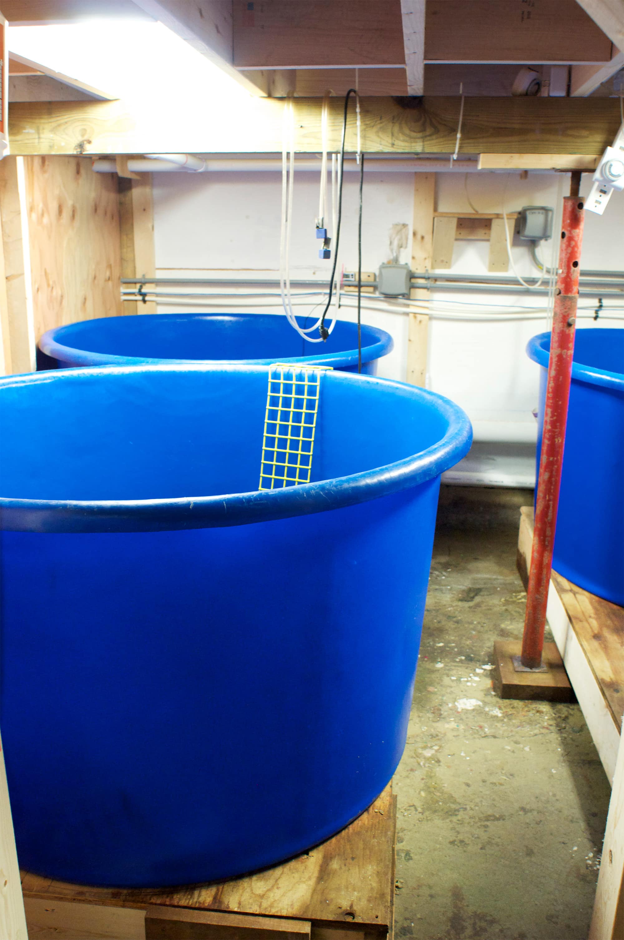 How Oysters Are Grown A Visit to Island Creek Oysters in Duxbury, Massachusetts Kitchn