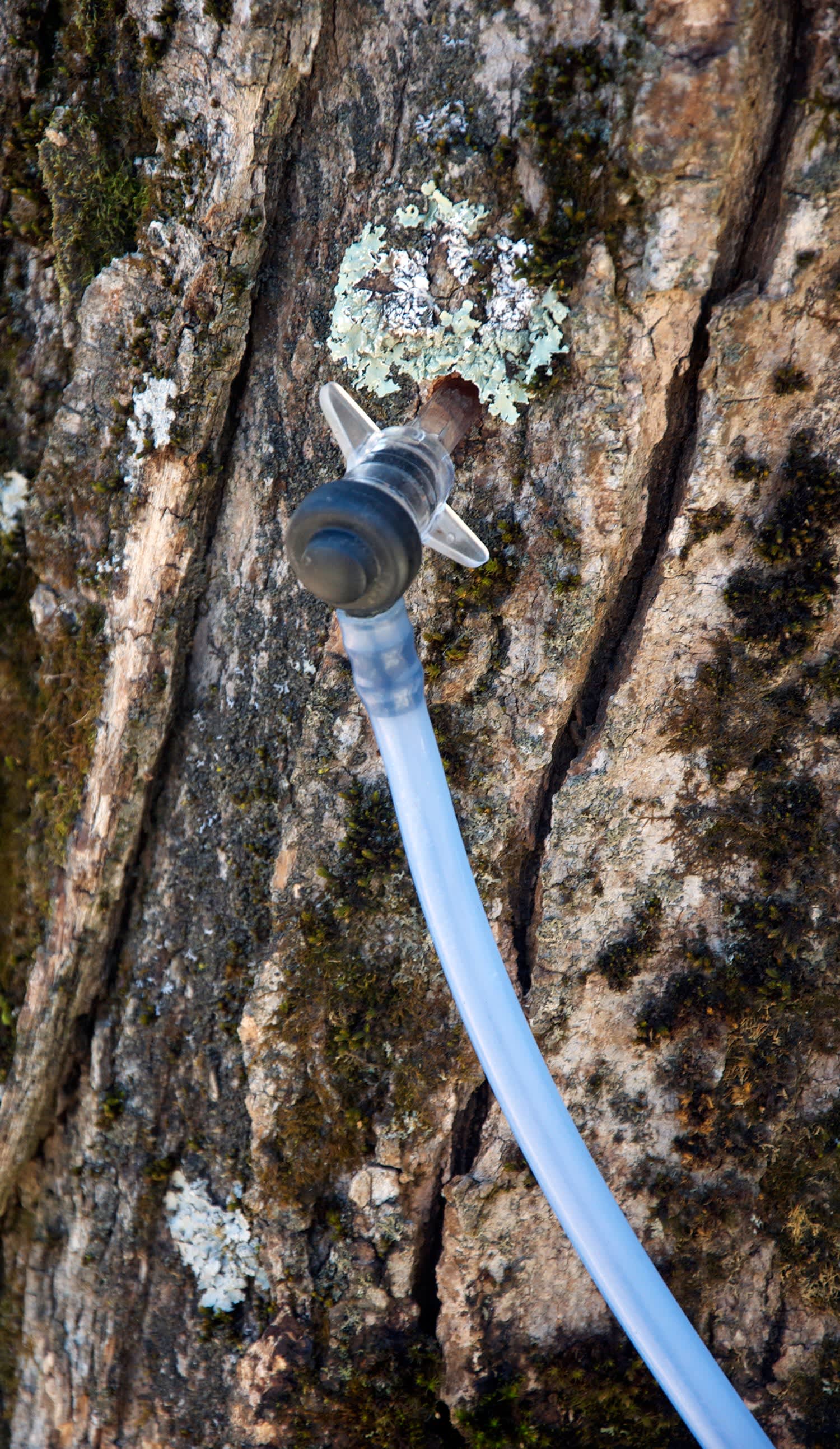 How Maple Syrup is Made in Vermont Kitchn