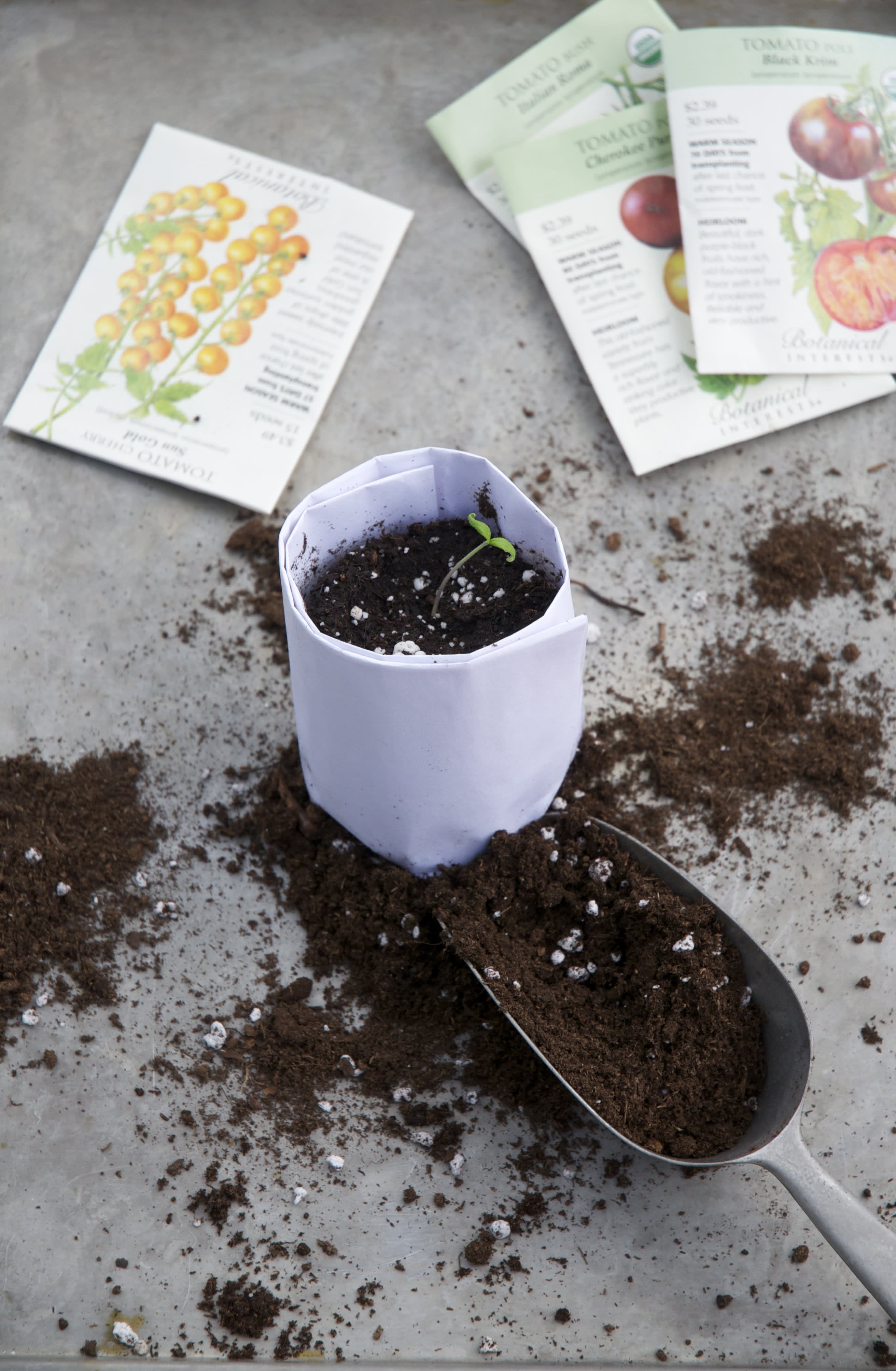 How To Start Seeds Indoors Kitchn