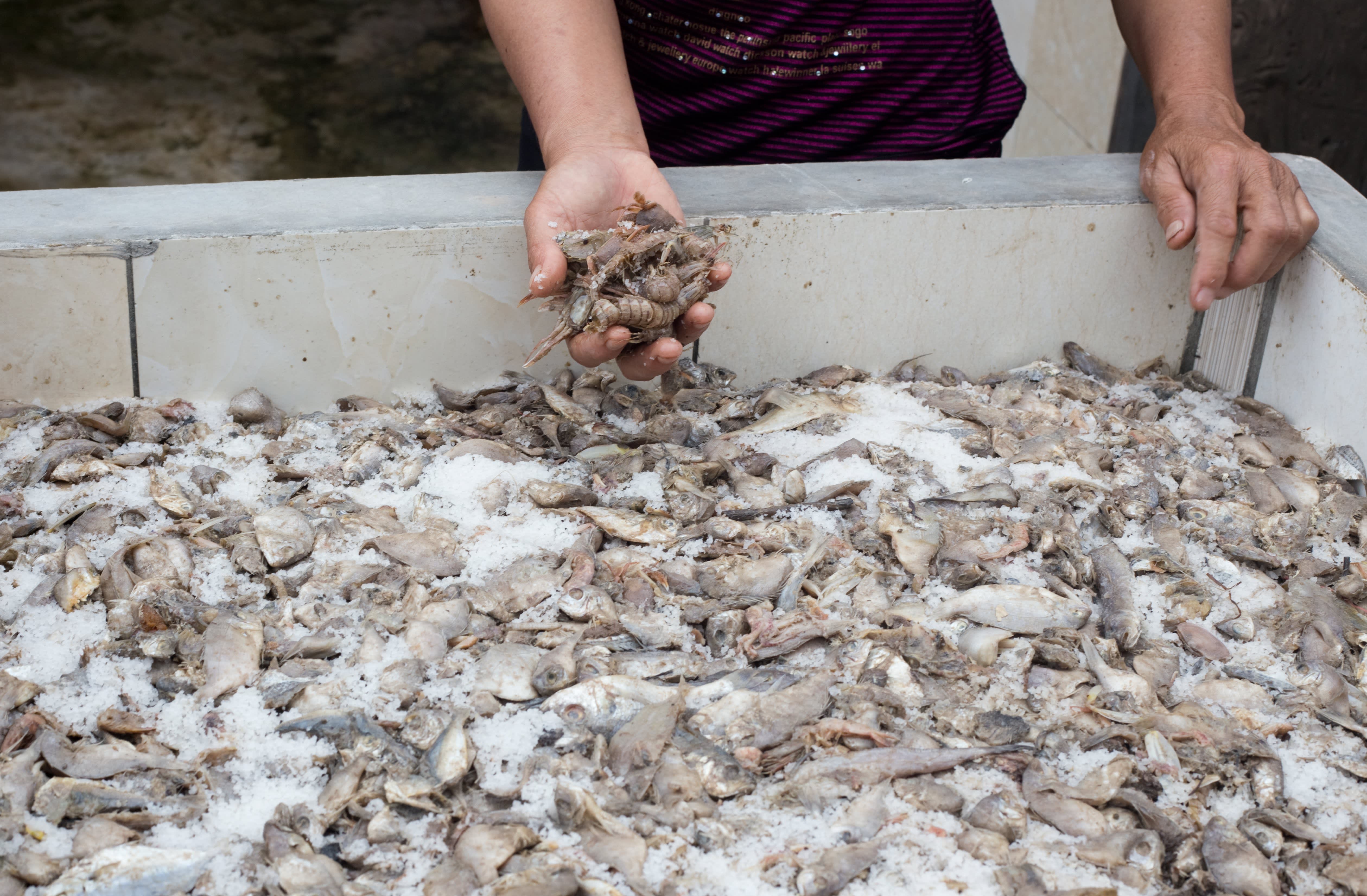 How Fish Sauce Is Made A Visit With A Fish Sauce Maker In Sa Chau 