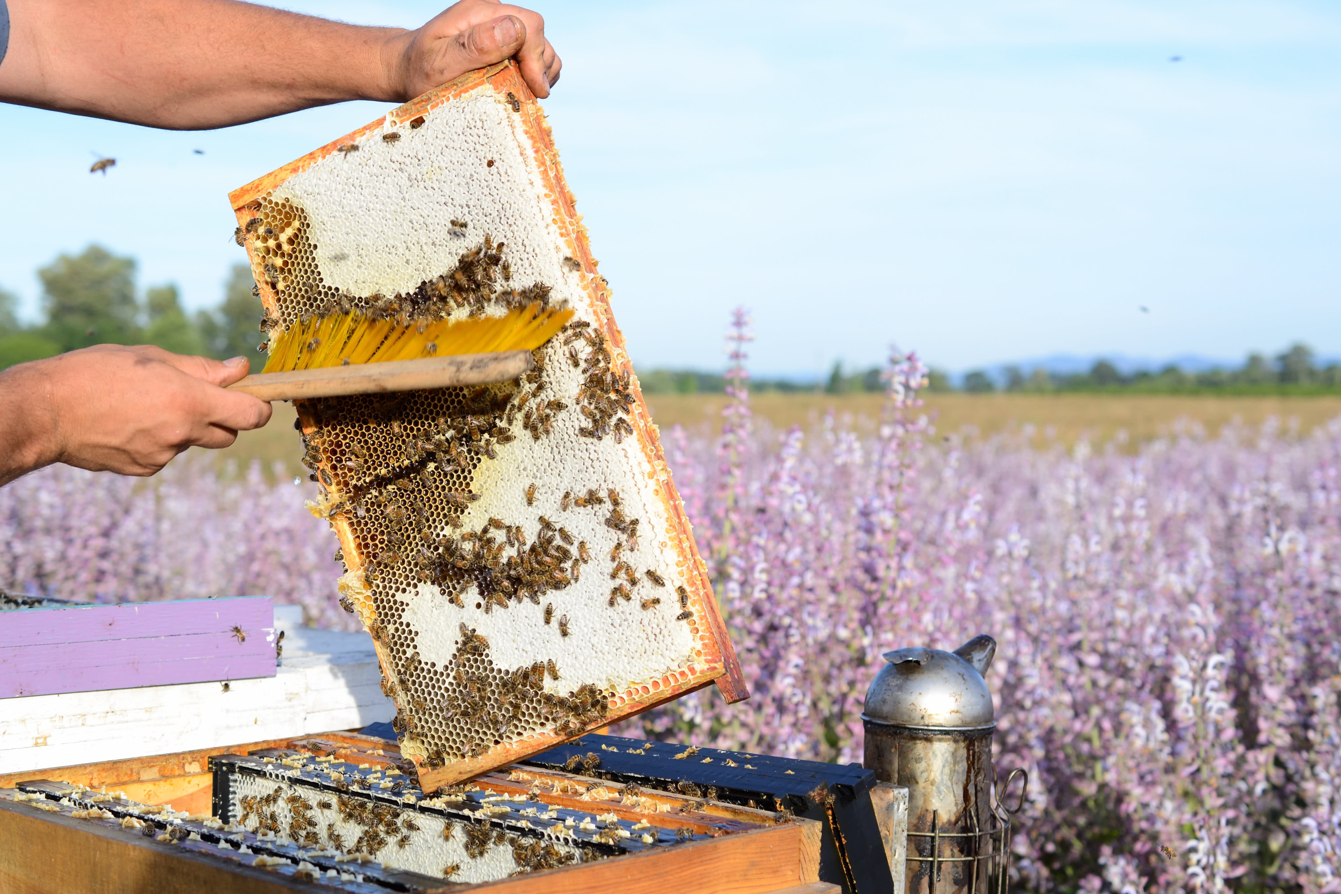 How a Migratory Beekeeper Harvests and Extracts Honey from His Fields