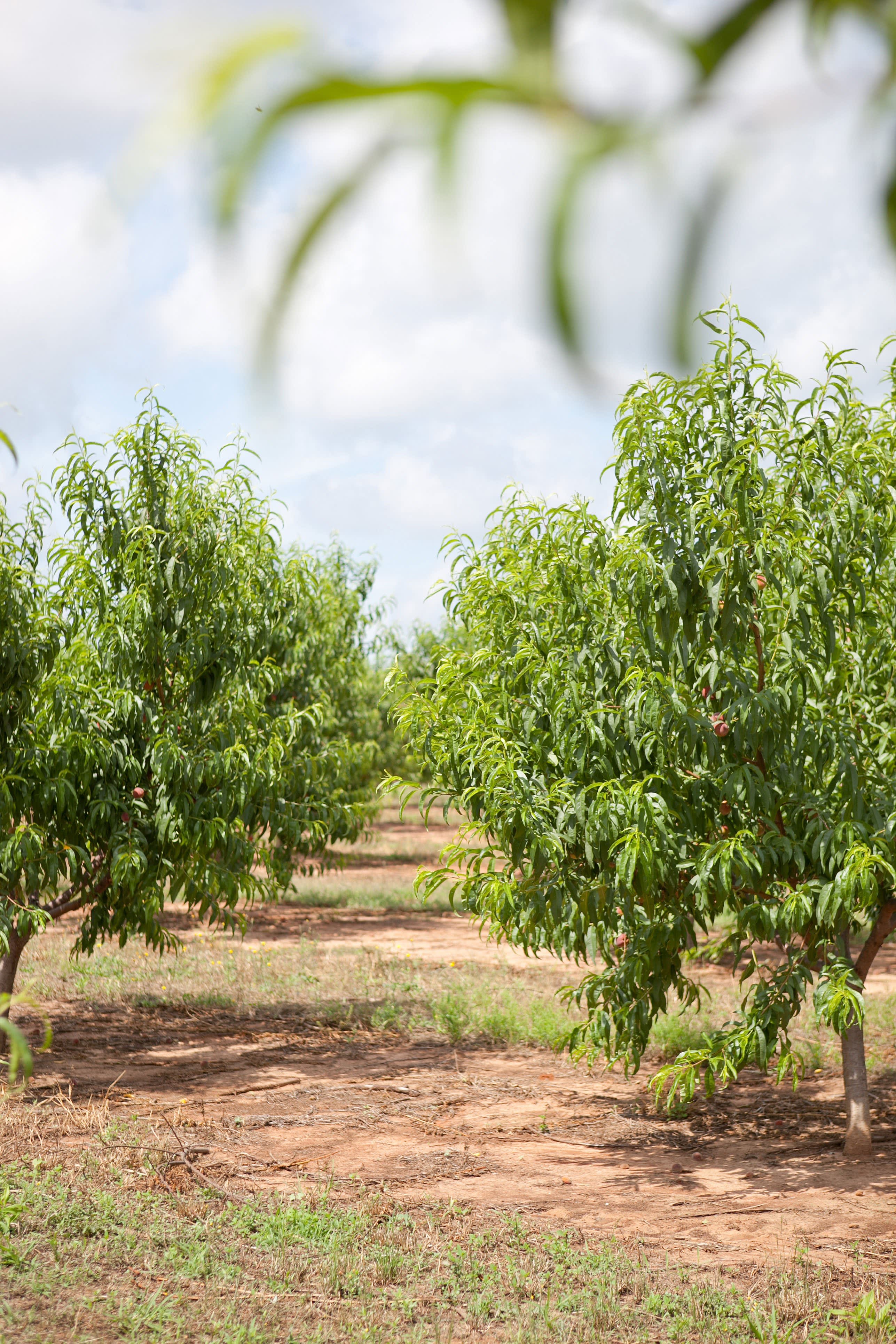 The Story of Lane Southern Orchards, Growing Peaches in for 107 Years Kitchn