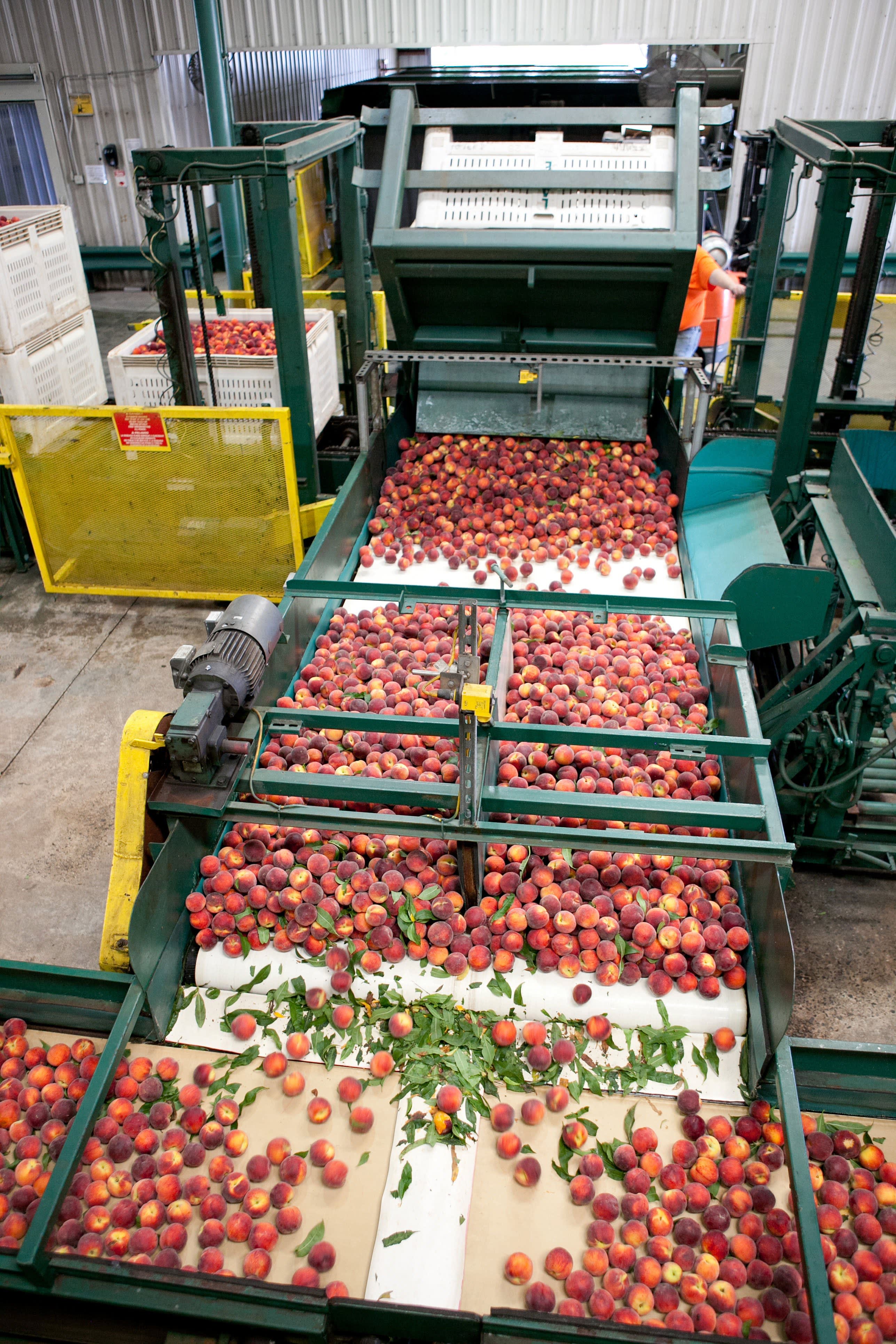 How Peaches Are Packed for Shipping Kitchn