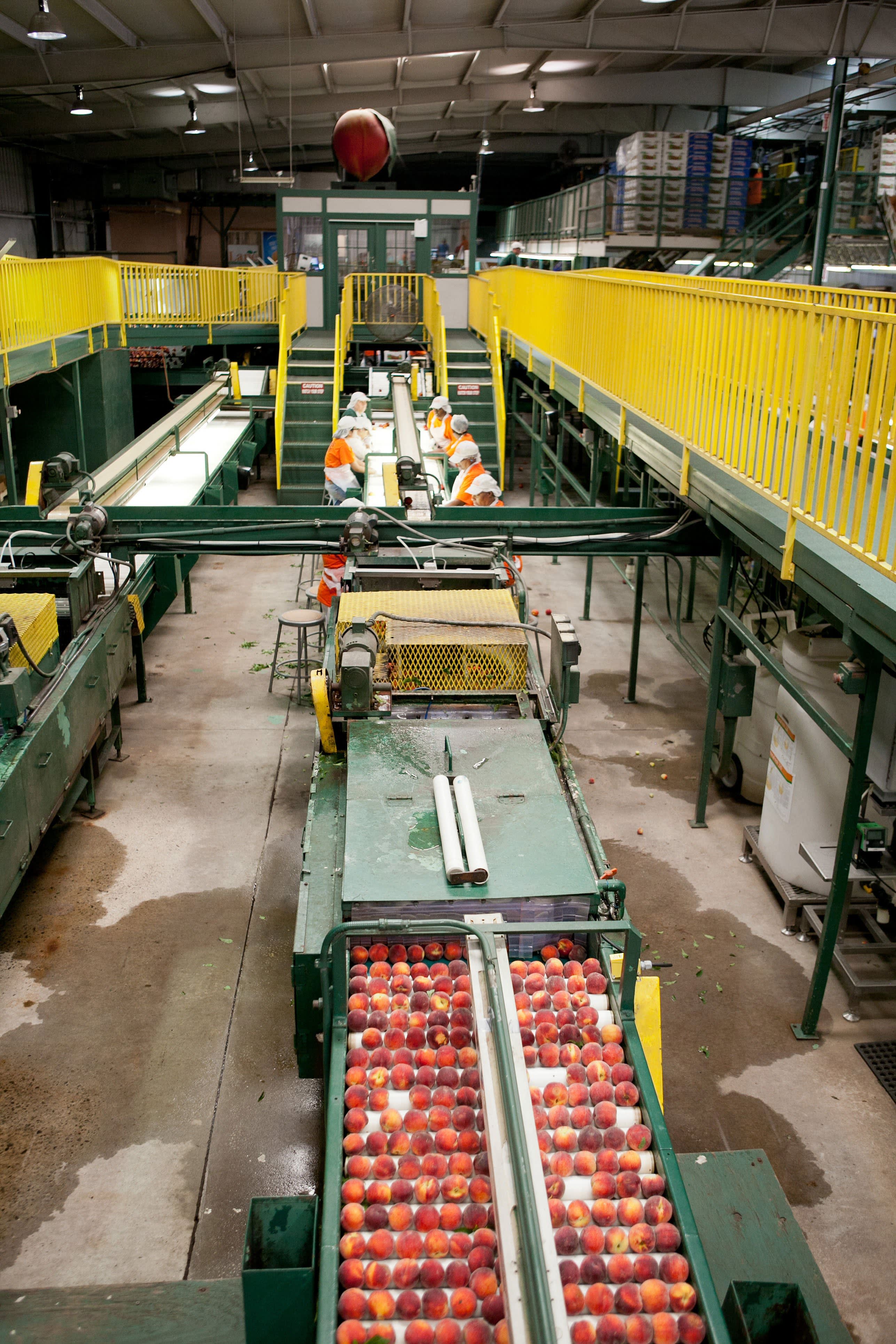 How Peaches Are Packed for Shipping Kitchn