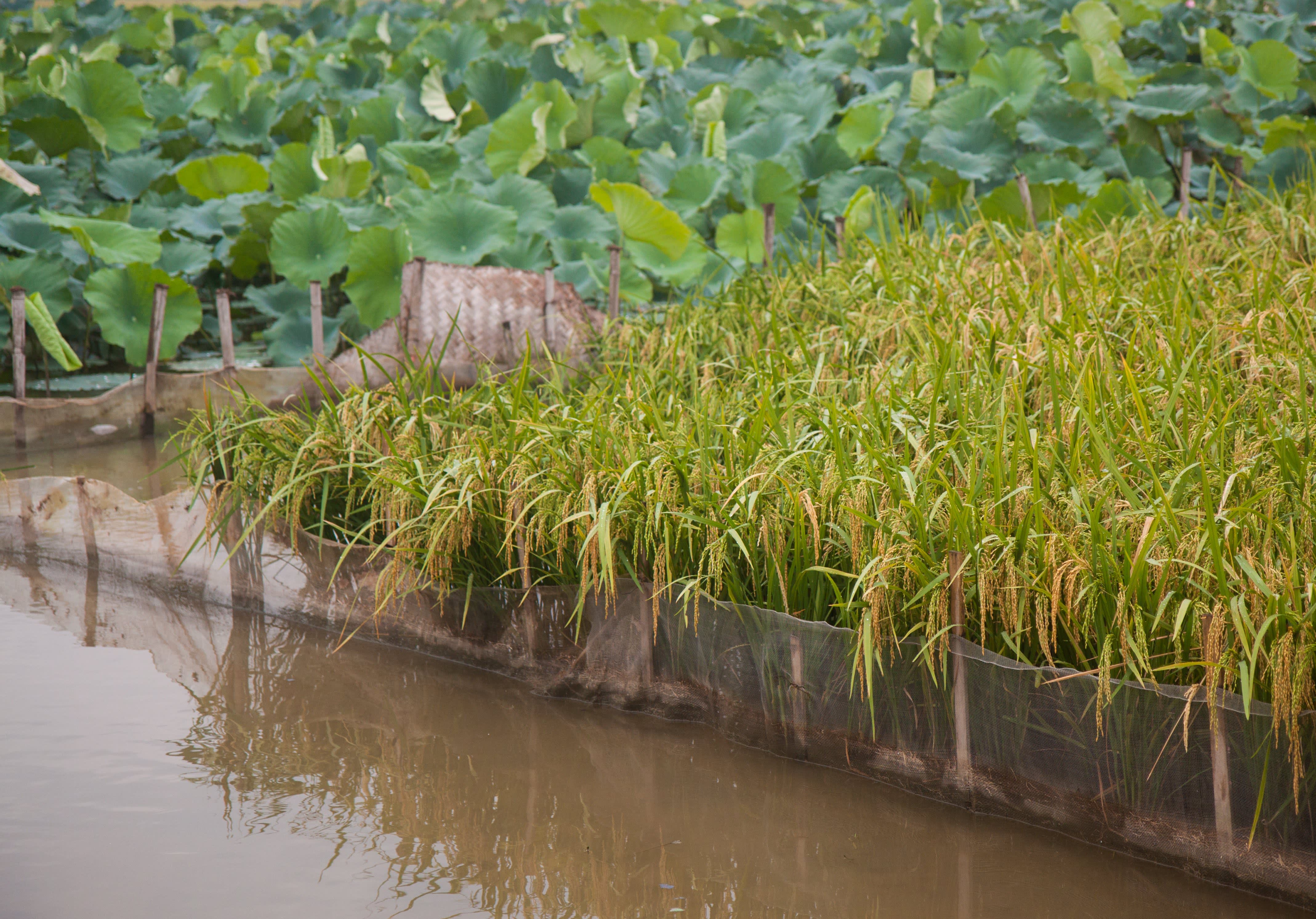 How Rice Is Grown in Bac Ninh Province, Vietnam | Kitchn