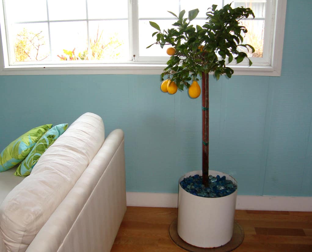 How To Plant and Keep an Indoor Lemon Tree | Apartment Therapy