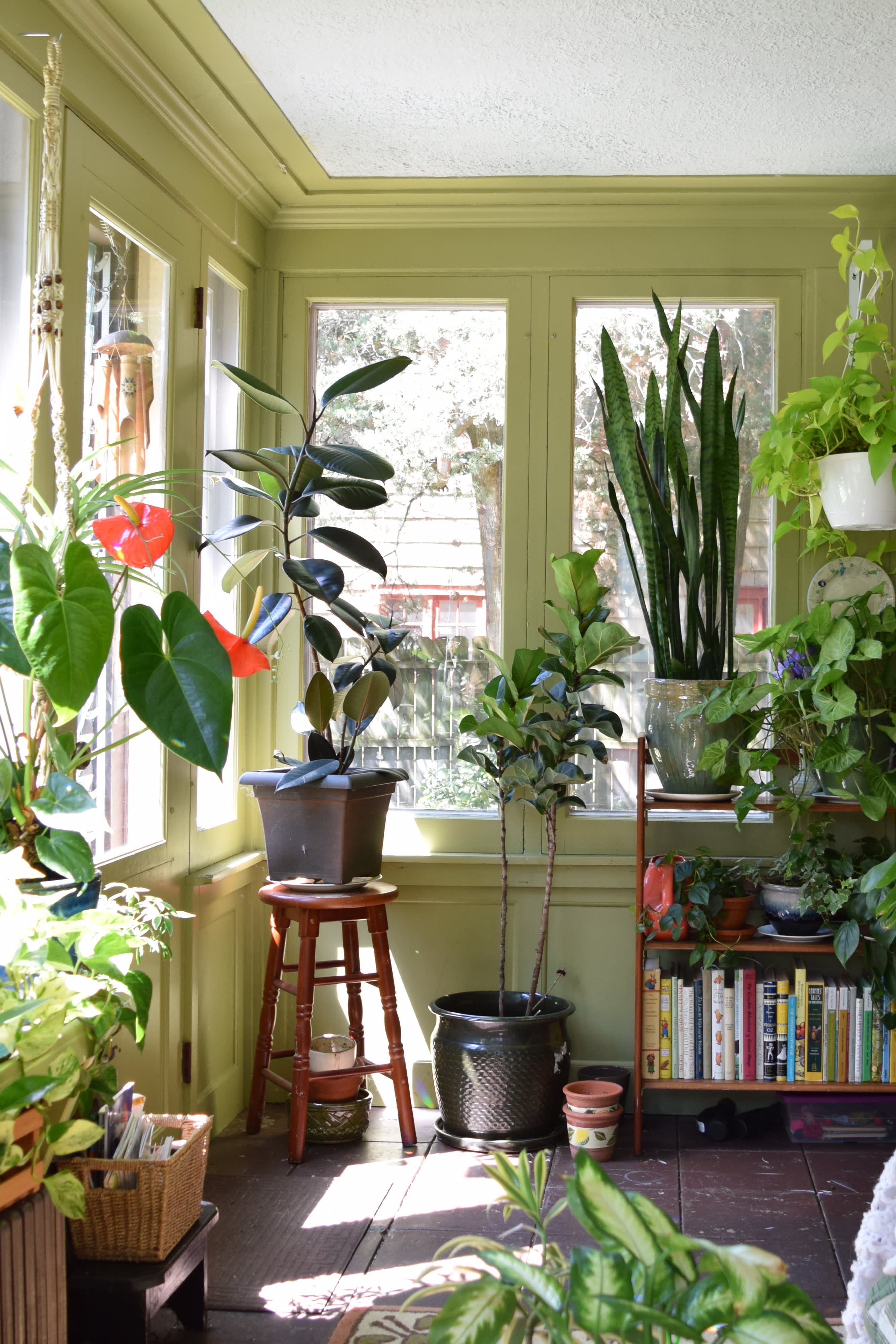 Plant sunroom Idea