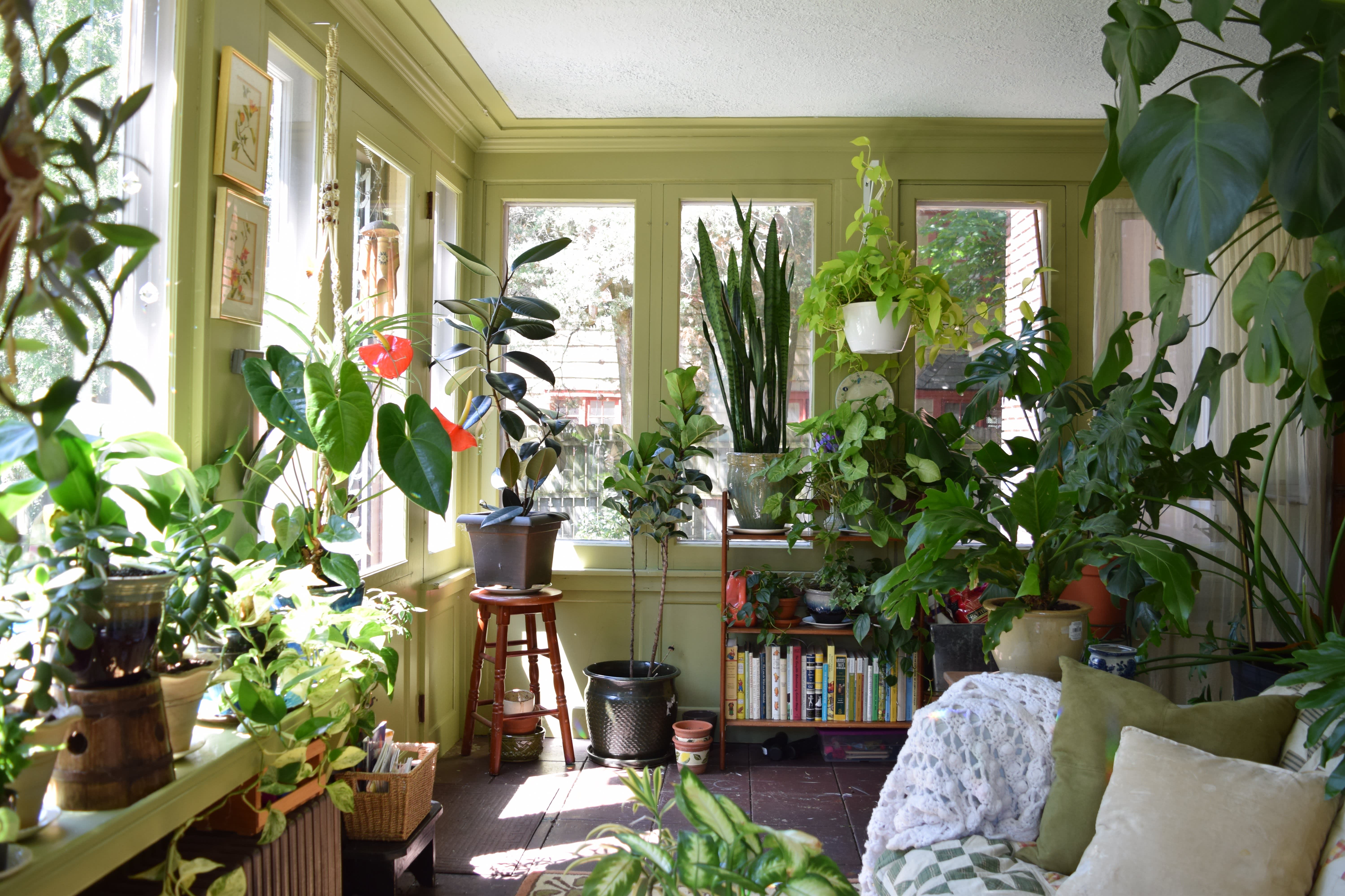 Room filled with plants information