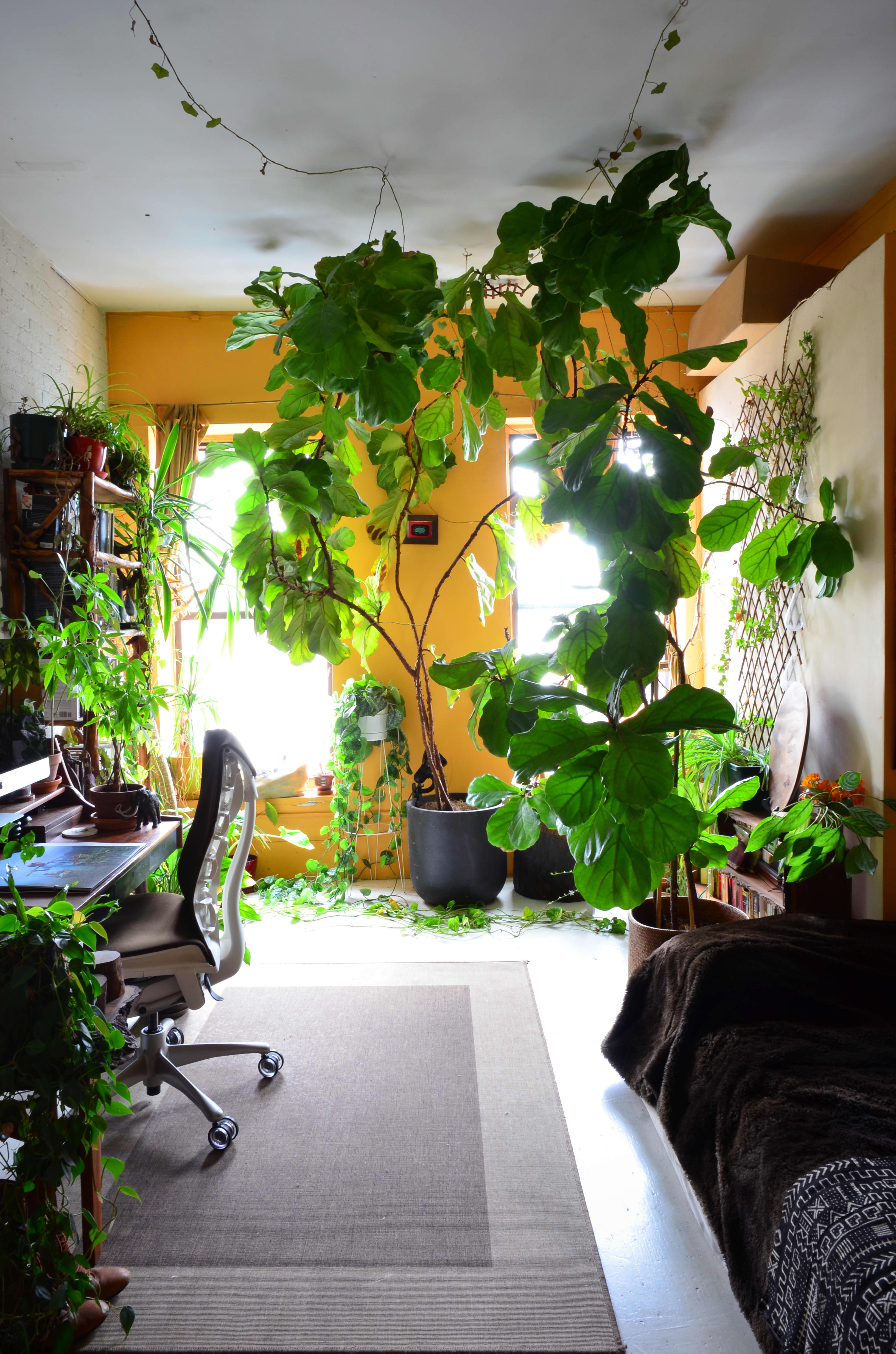 House Tour An Indoor Jungle Grows in Brooklyn Apartment Therapy