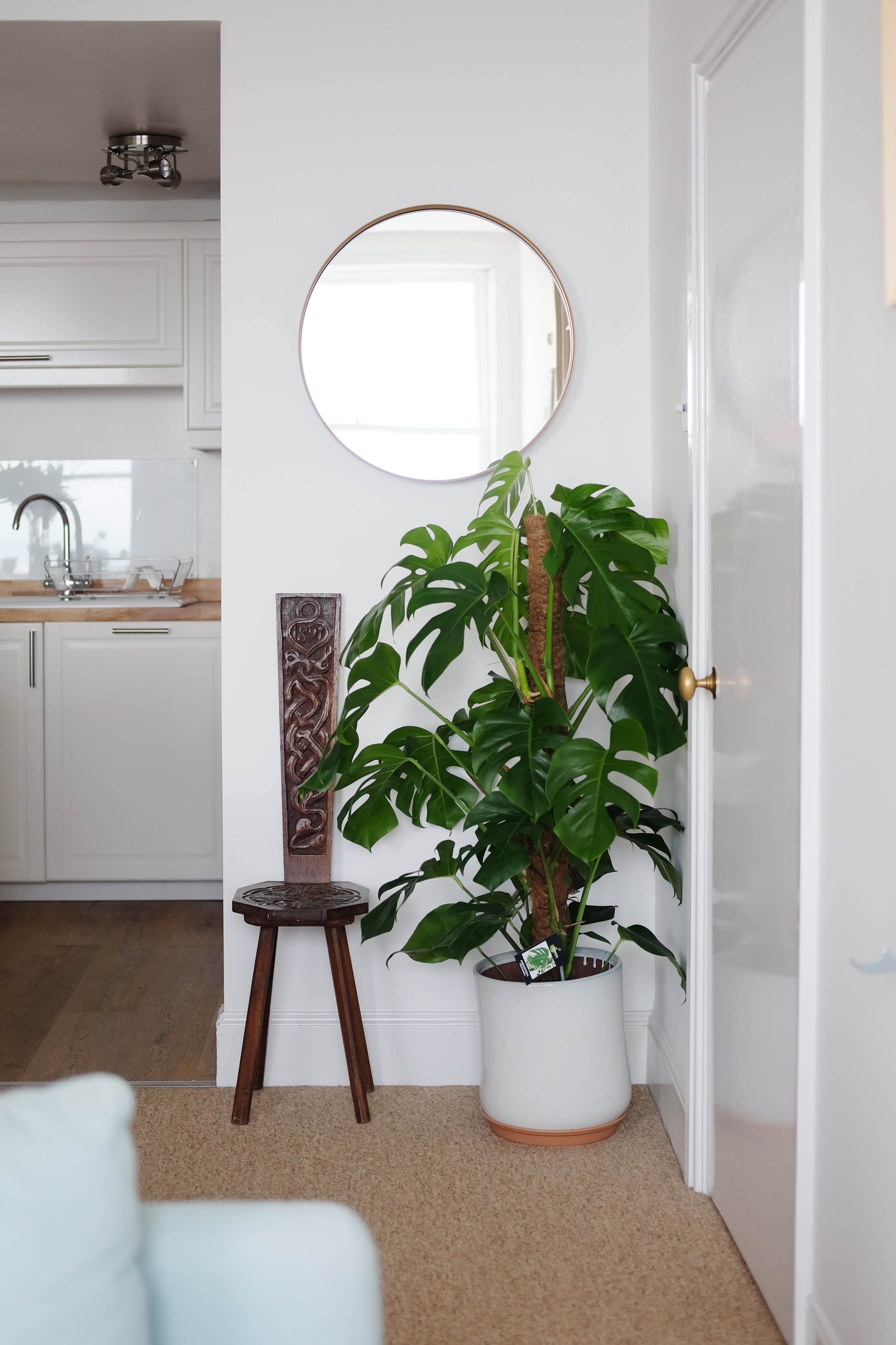 The Houseplant Lover’s Guide to Monstera Deliciosa Tips, Tricks & Care