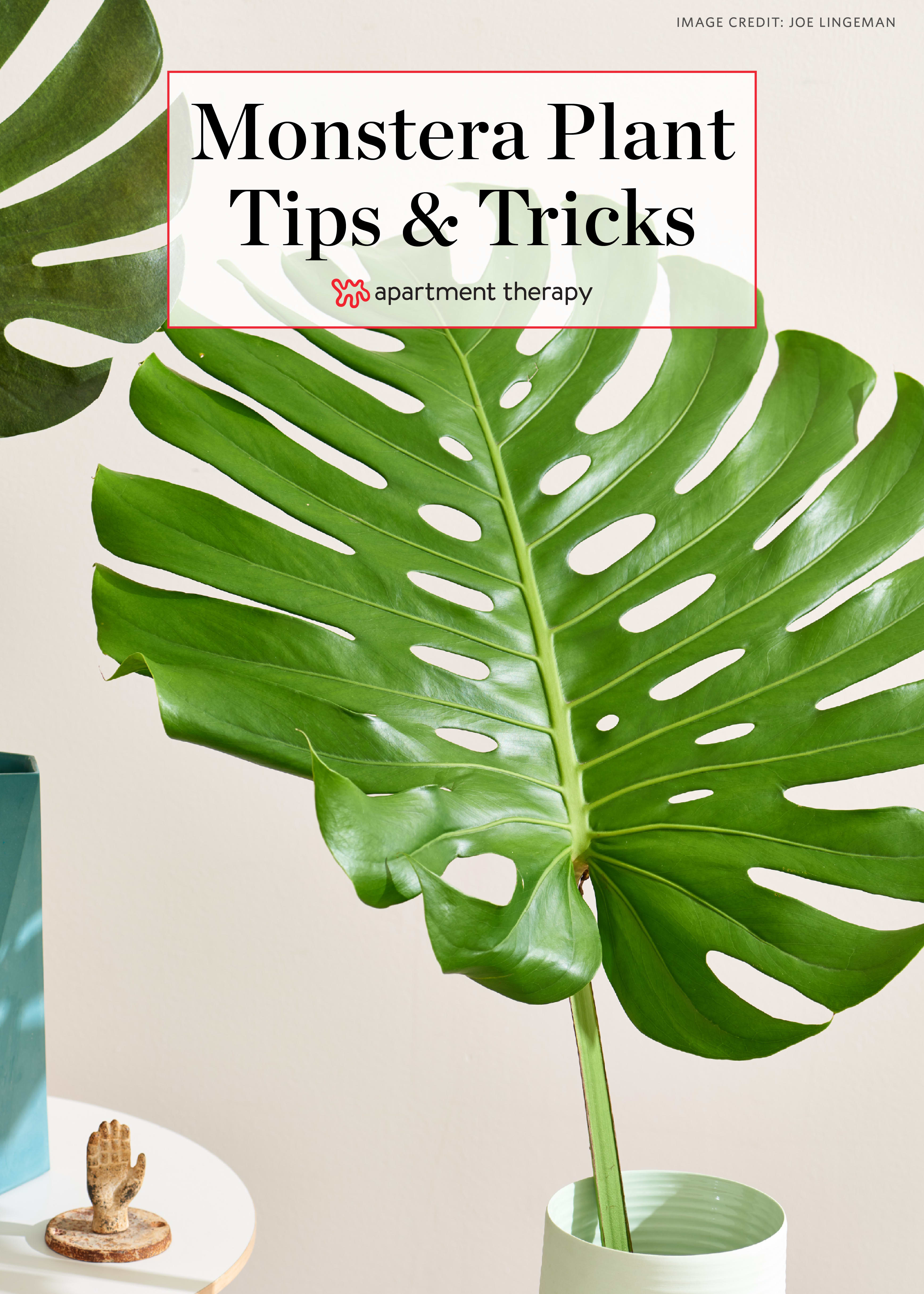 The Houseplant Lover’s Guide to Monstera Deliciosa Tips, Tricks & Care