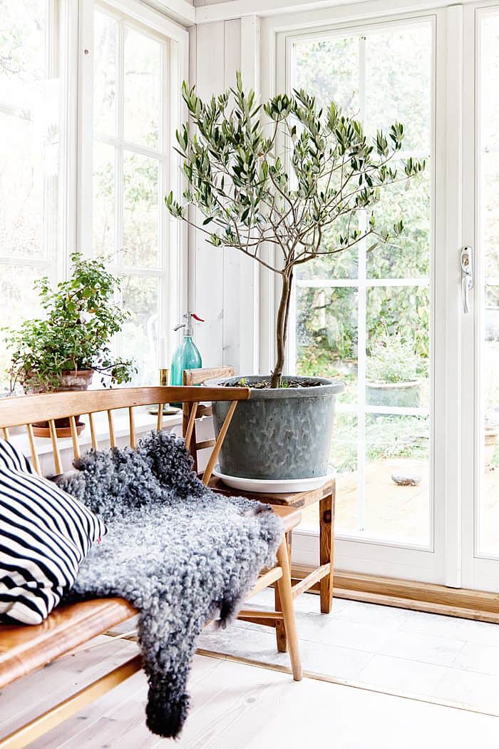 Olive Trees Indoors: Our Best Tips for Care & Growing ...