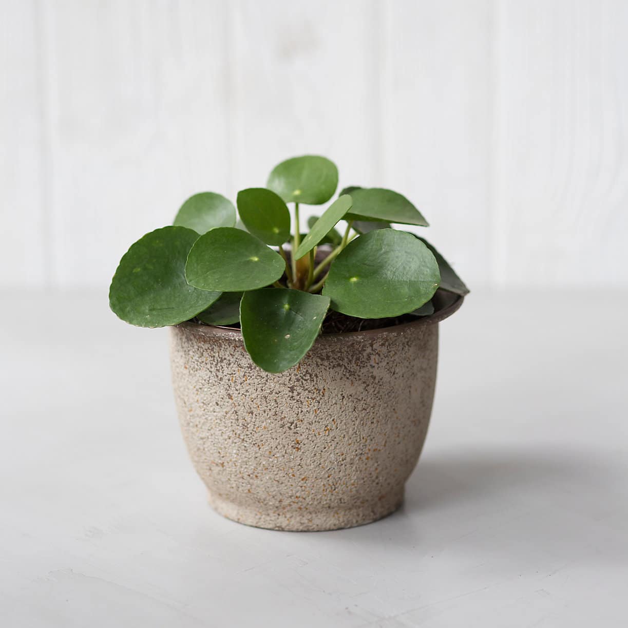 PhotoFriendly Pilea Plants Are Cute and Easy To Care For