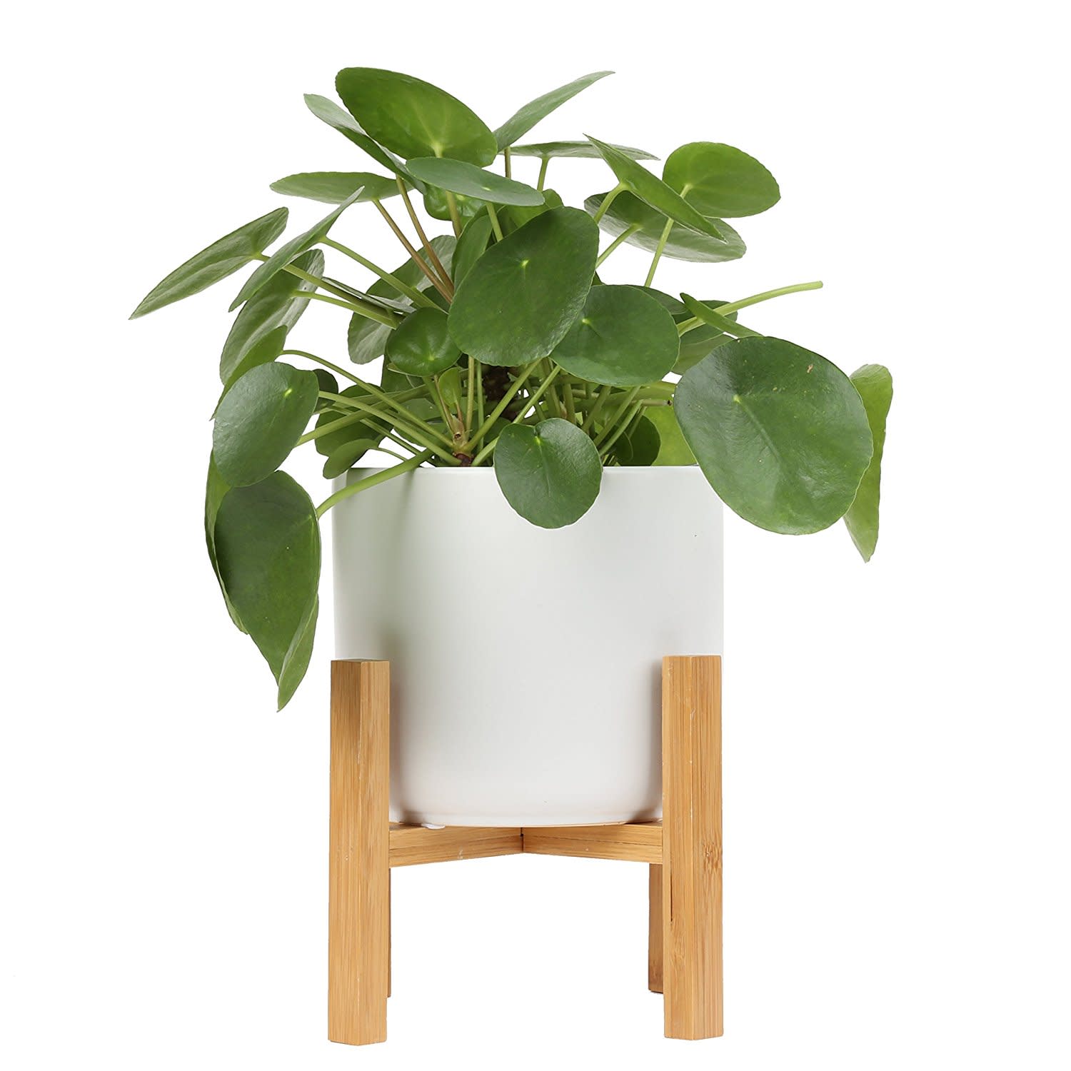 PhotoFriendly Pilea Plants Are Cute and Easy To Care For