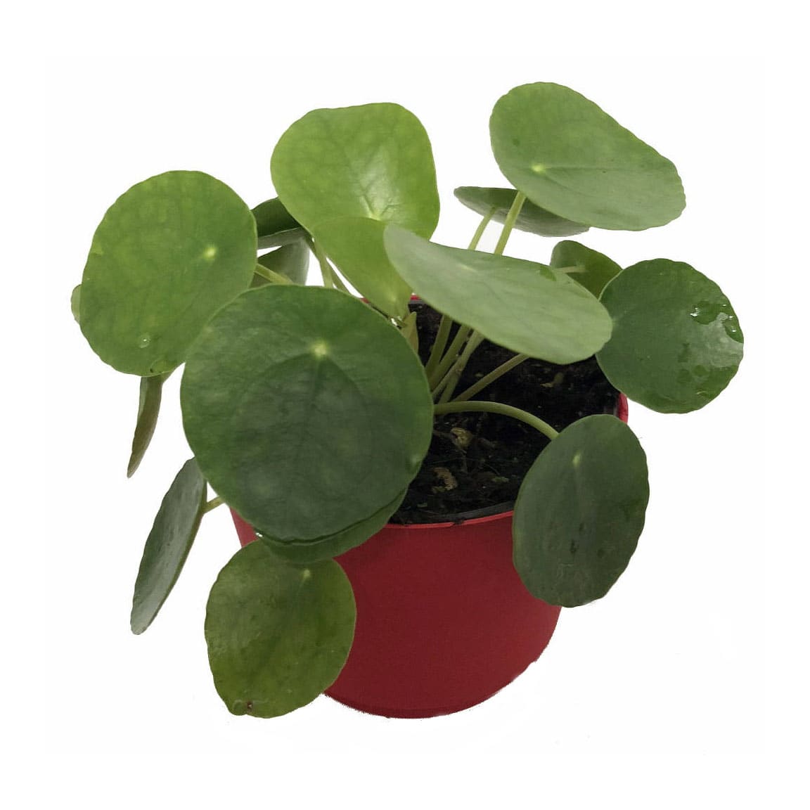 Pilea Peperomioides Care Chinese Money Plants Apartment Therapy - image credit hirts gardens