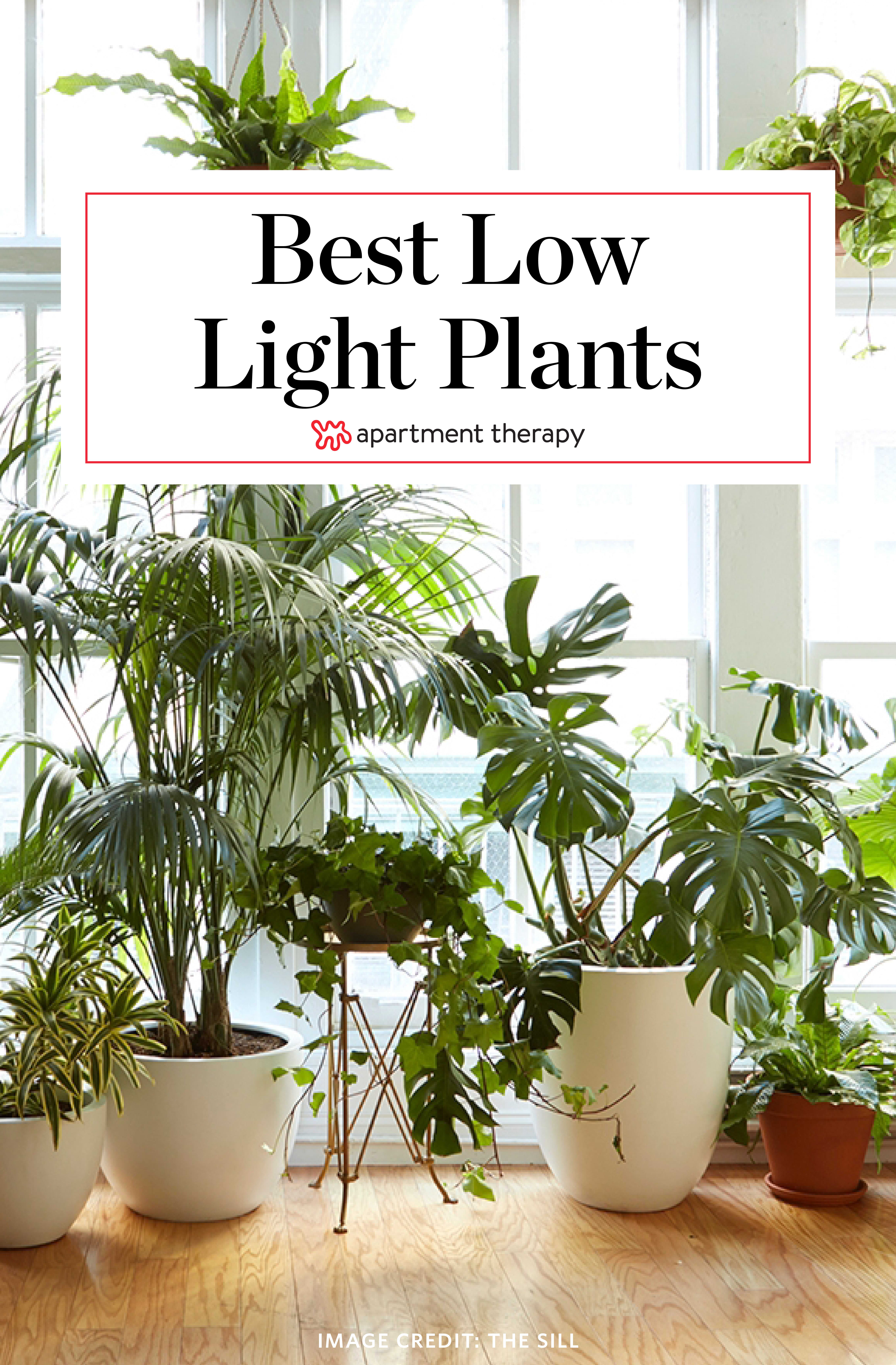 8 Houseplants that Can Survive Urban Apartments, Low Light and Under