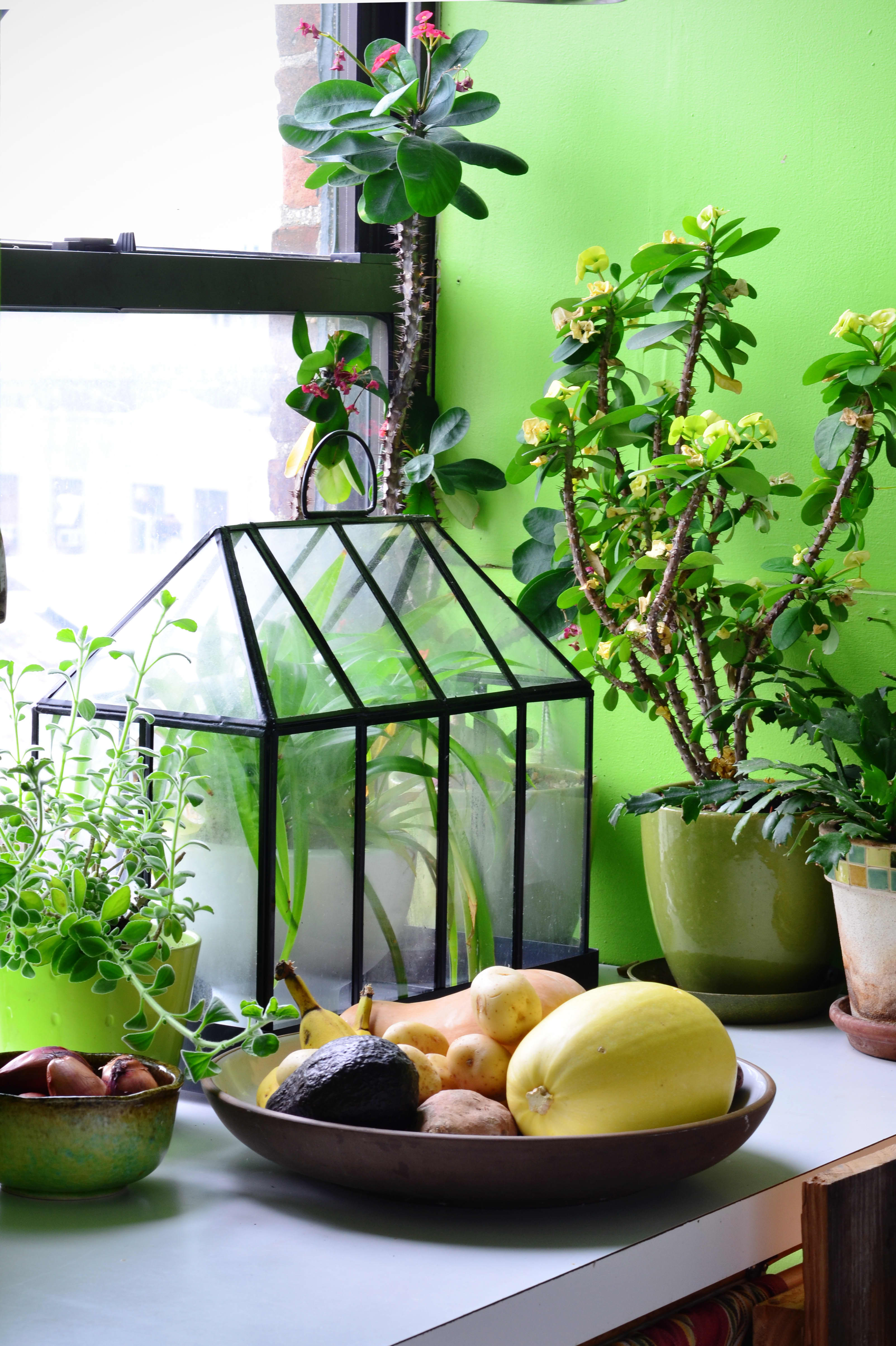 Creative Ways to Make Room for Plants  in the Kitchen  