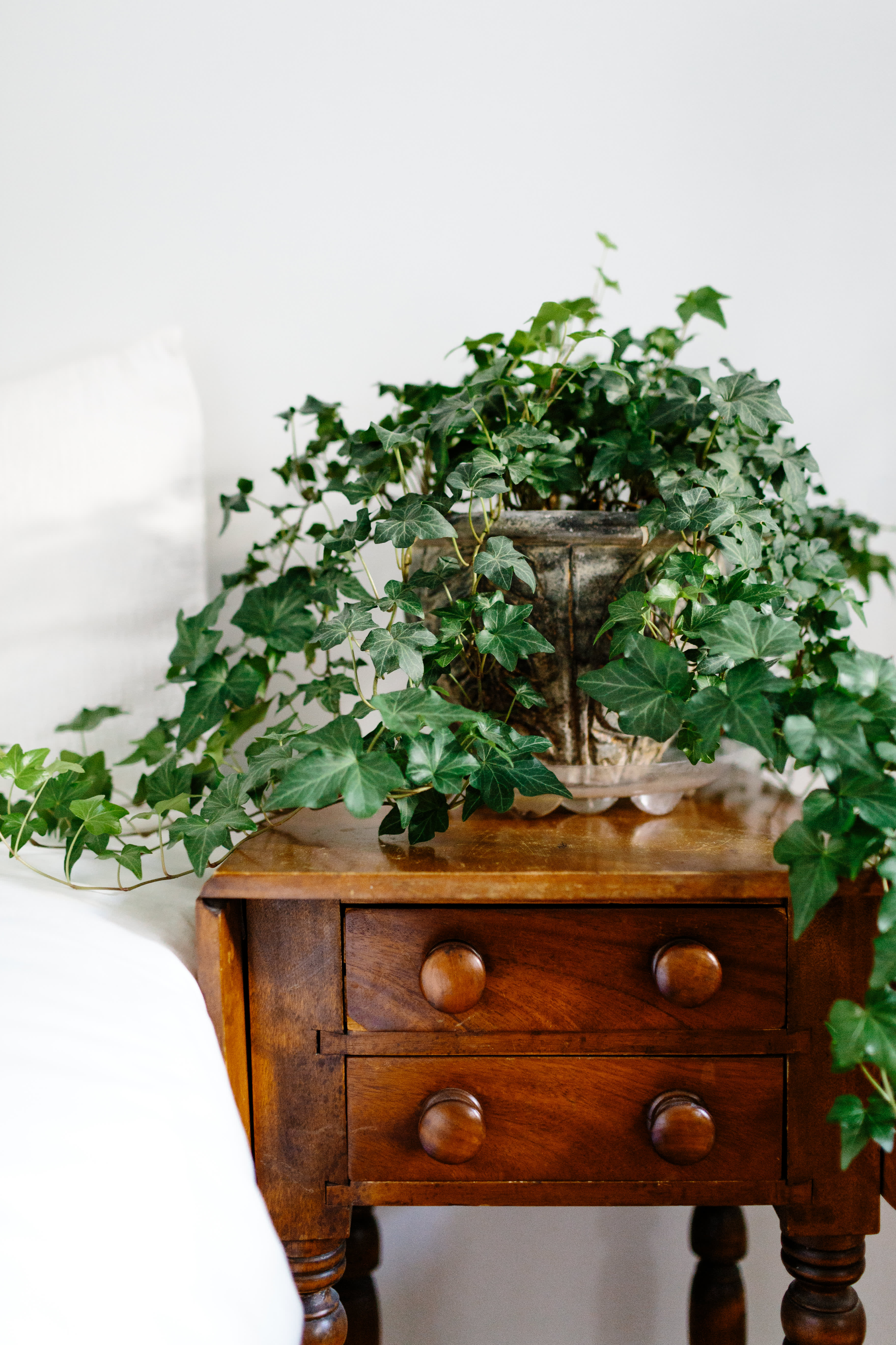 Hanging Plants Best Indoor Types, Ideas Apartment Therapy