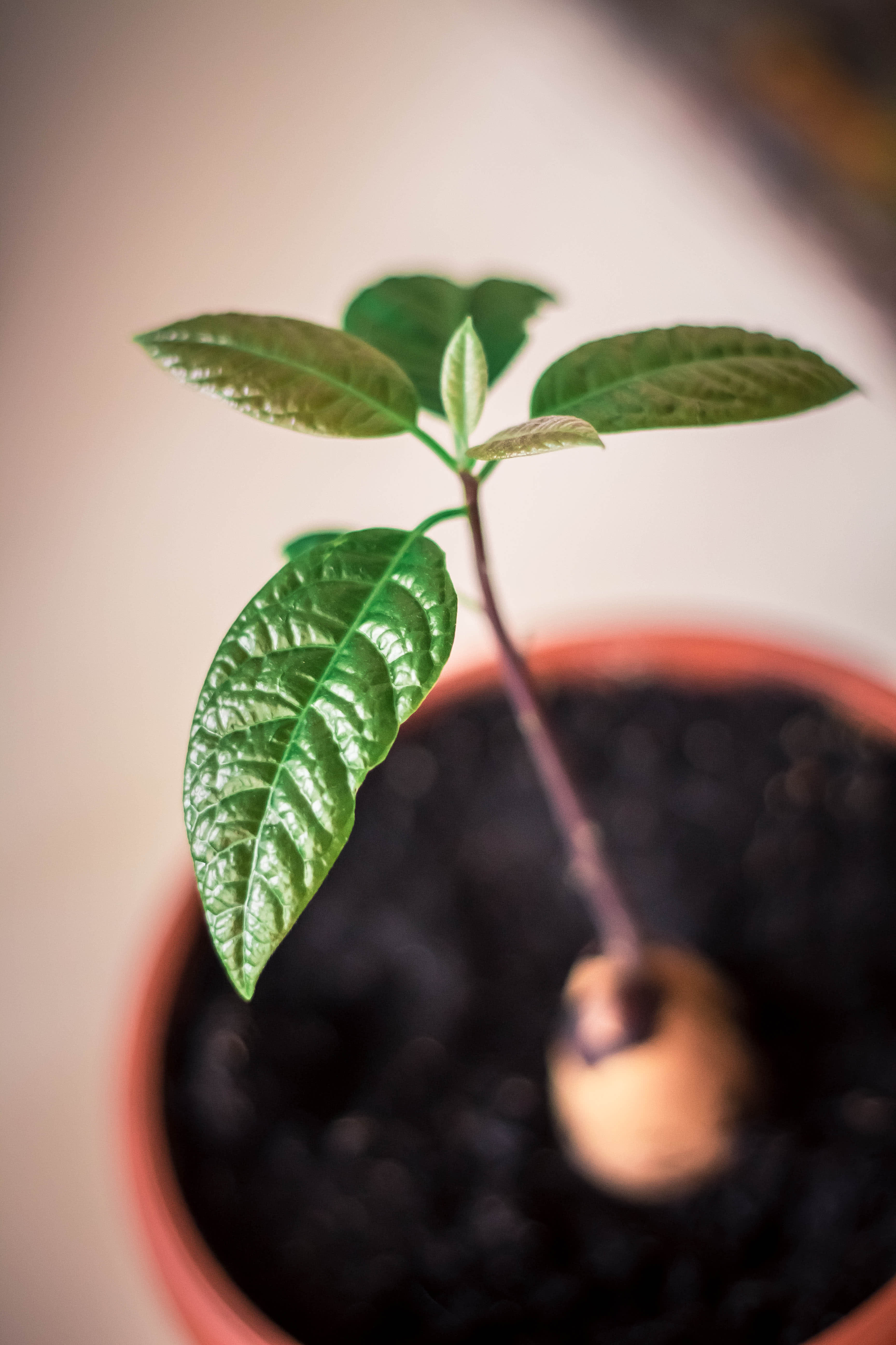 How To Grow Avocado Plants From Pits Apartment Therapy