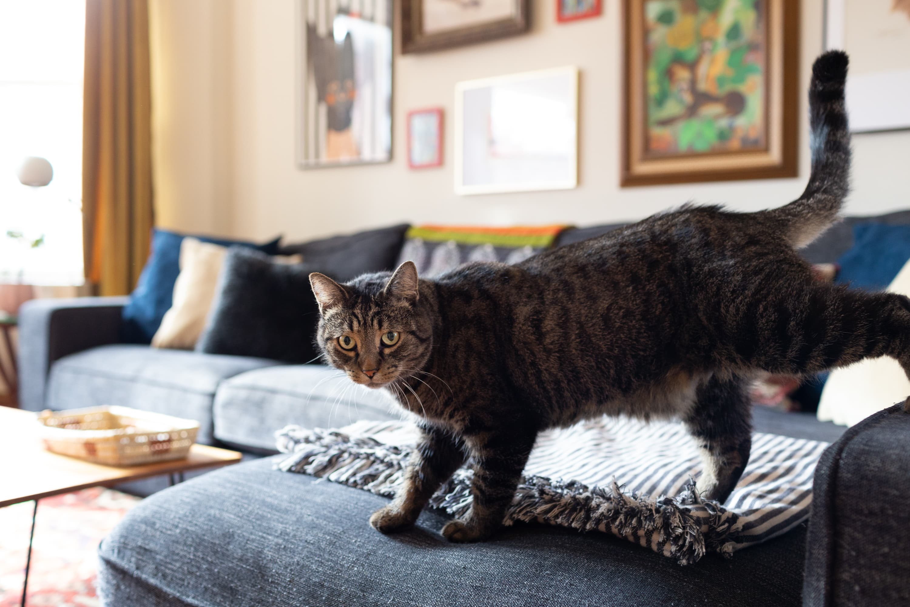 Shark Gravy Furniture Company Owners Home Tour Apartment Therapy Cool Furniture And Cat Paintings In A Chicago Al Home Gallery Image 3