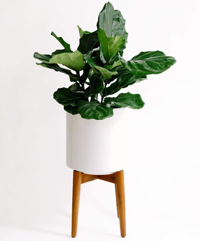 Shop Amazon Planters Indoor & Outdoor Planters Apartment Therapy