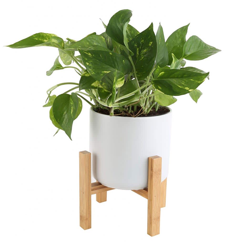 Shop Easy To Care For House Plants Amazon Home Deals May 2019