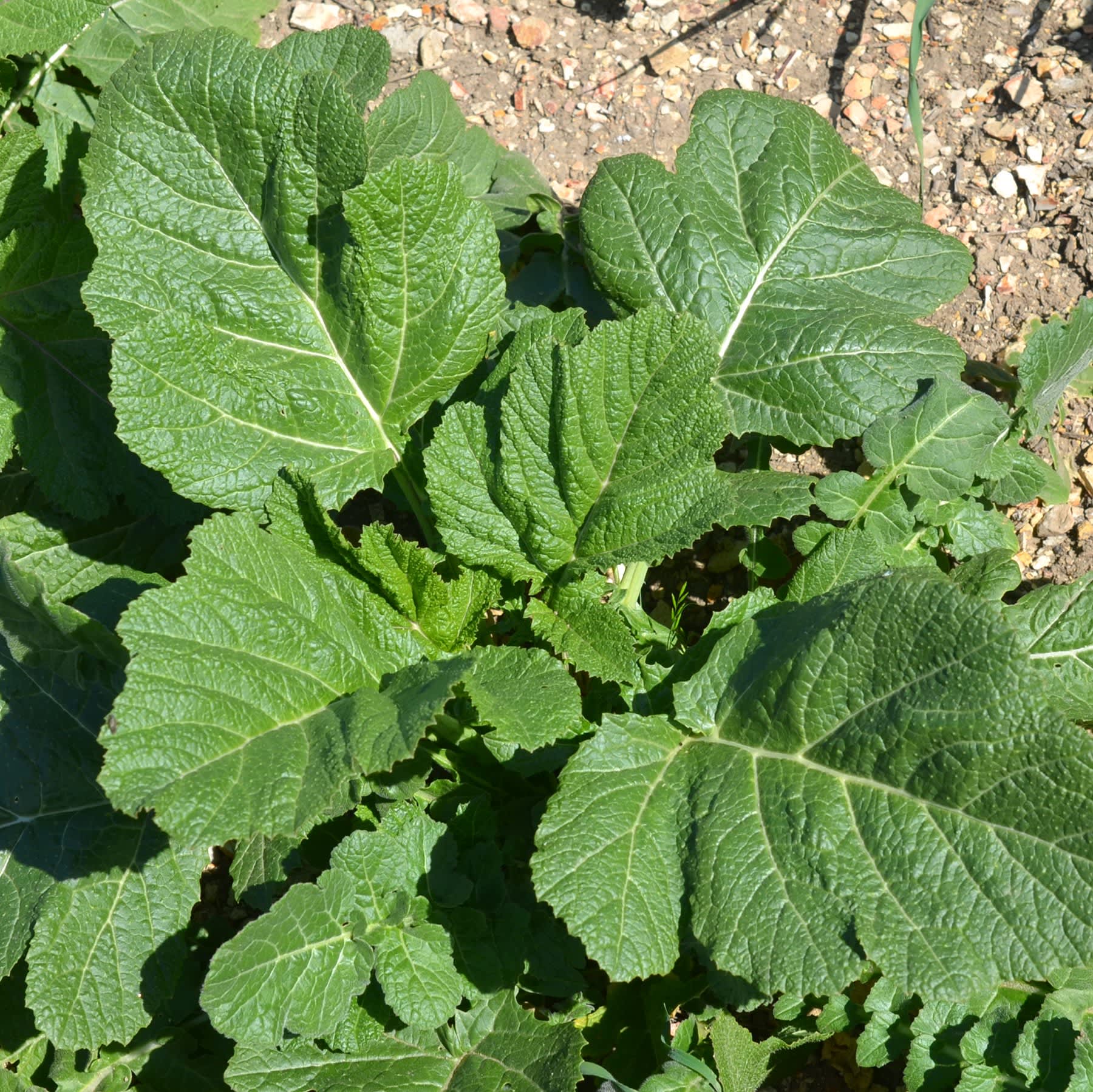 10 Edible Spring Weeds Kitchn