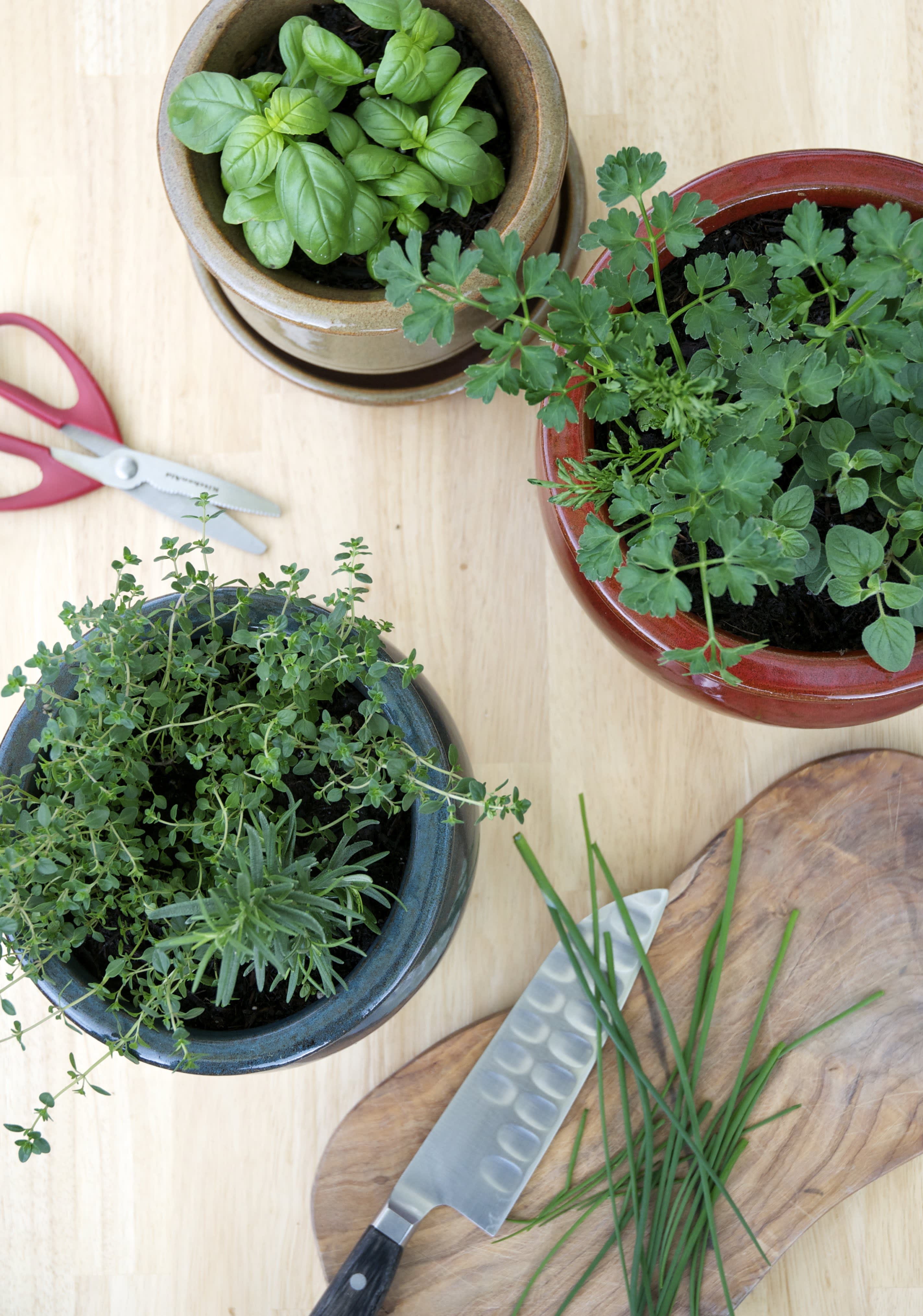 Tips for a SmallSpace Kitchen Herb Garden Kitchn