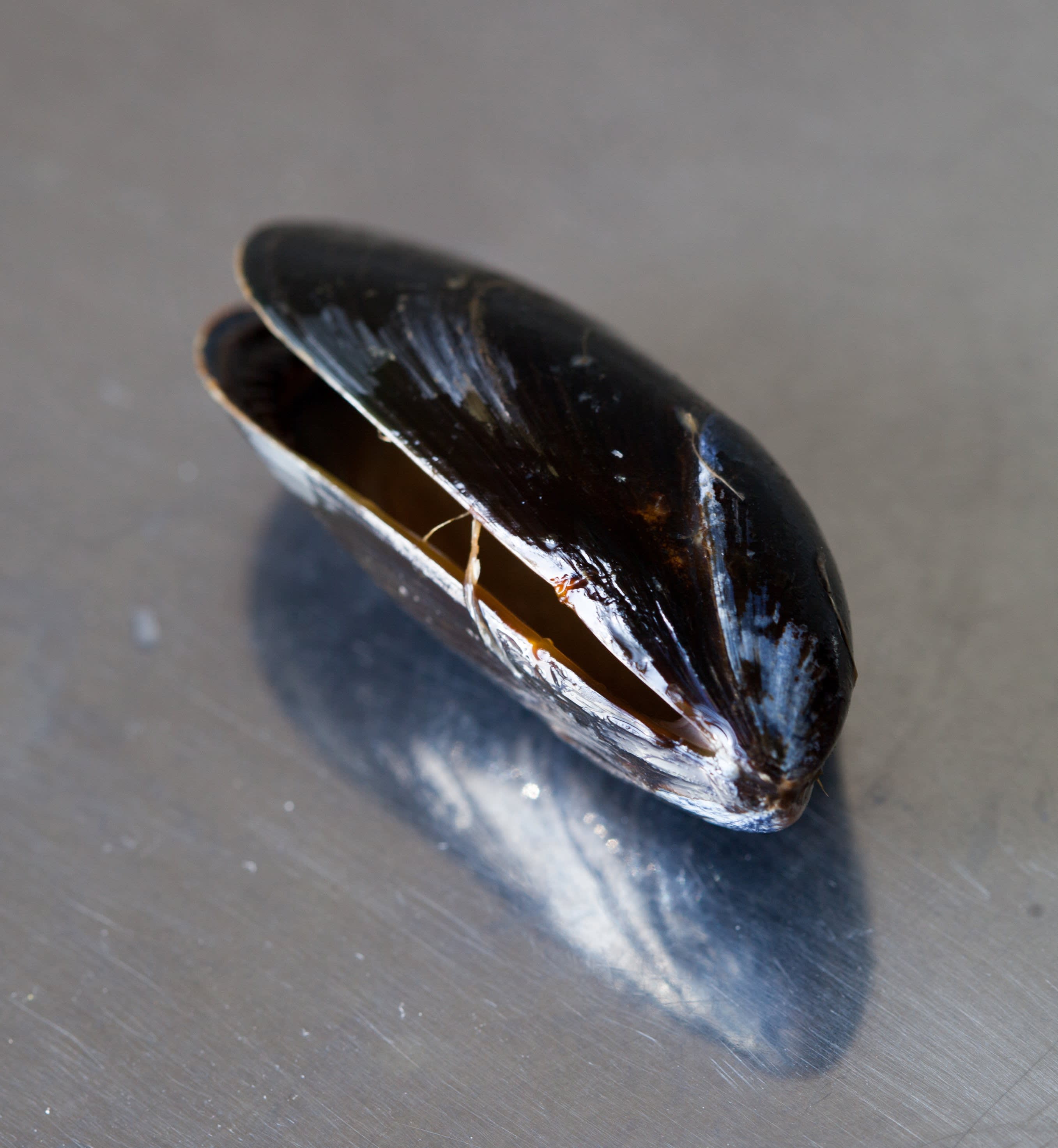 How To Cook Mussels on the Stovetop Kitchn