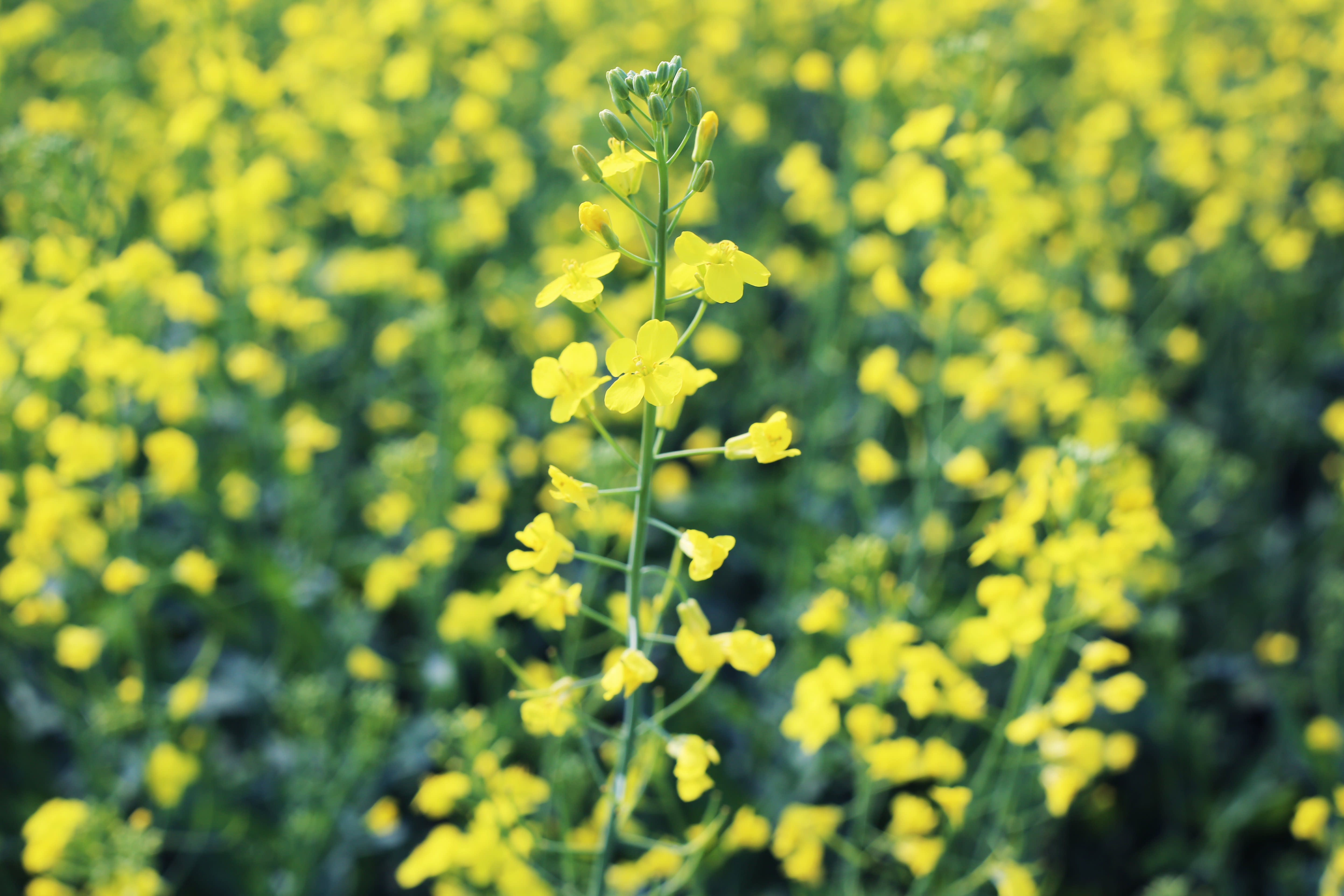 What’s the Difference Between Canola and Rapeseed? Kitchn