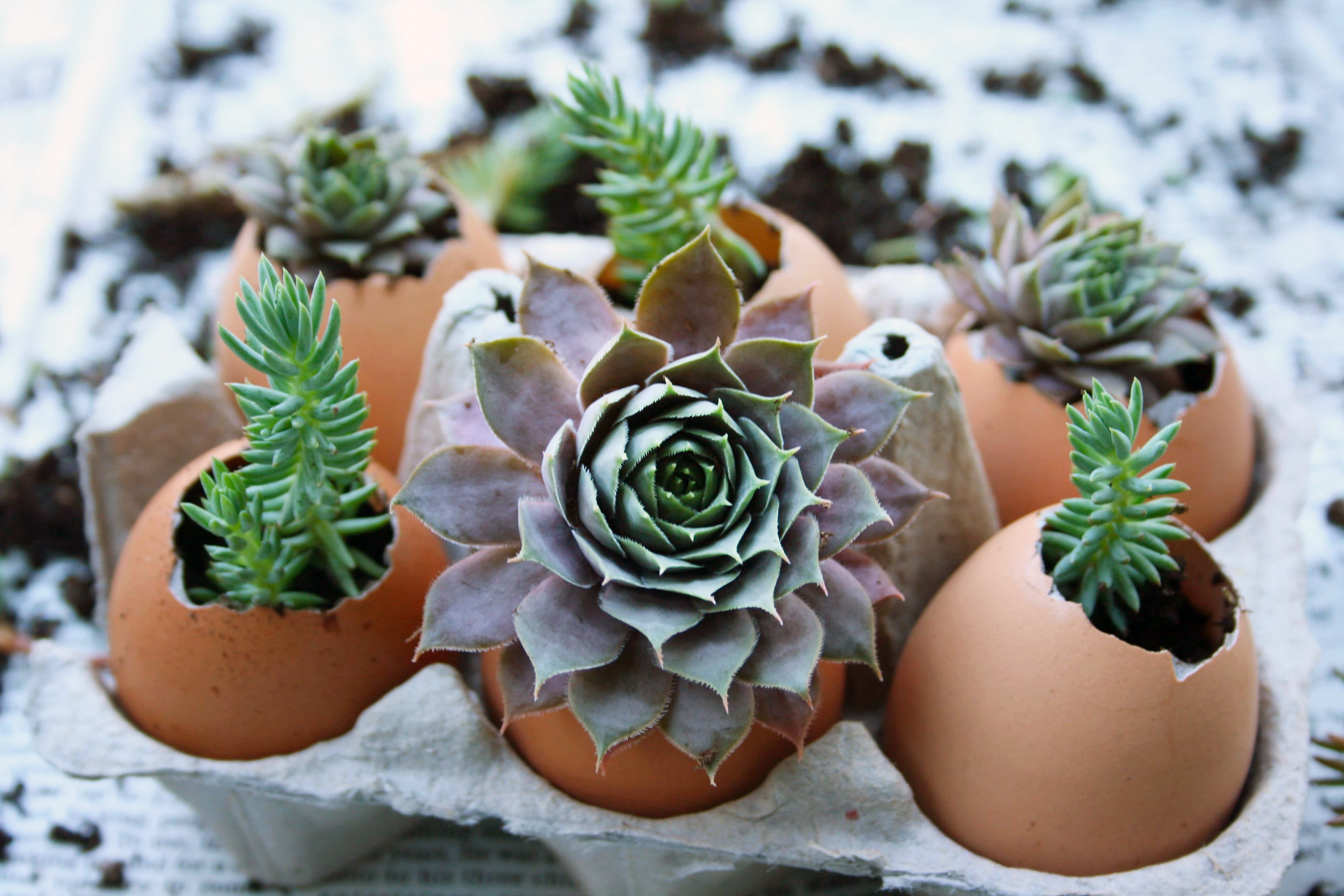 How To Plant Succulents in Eggshells Kitchn