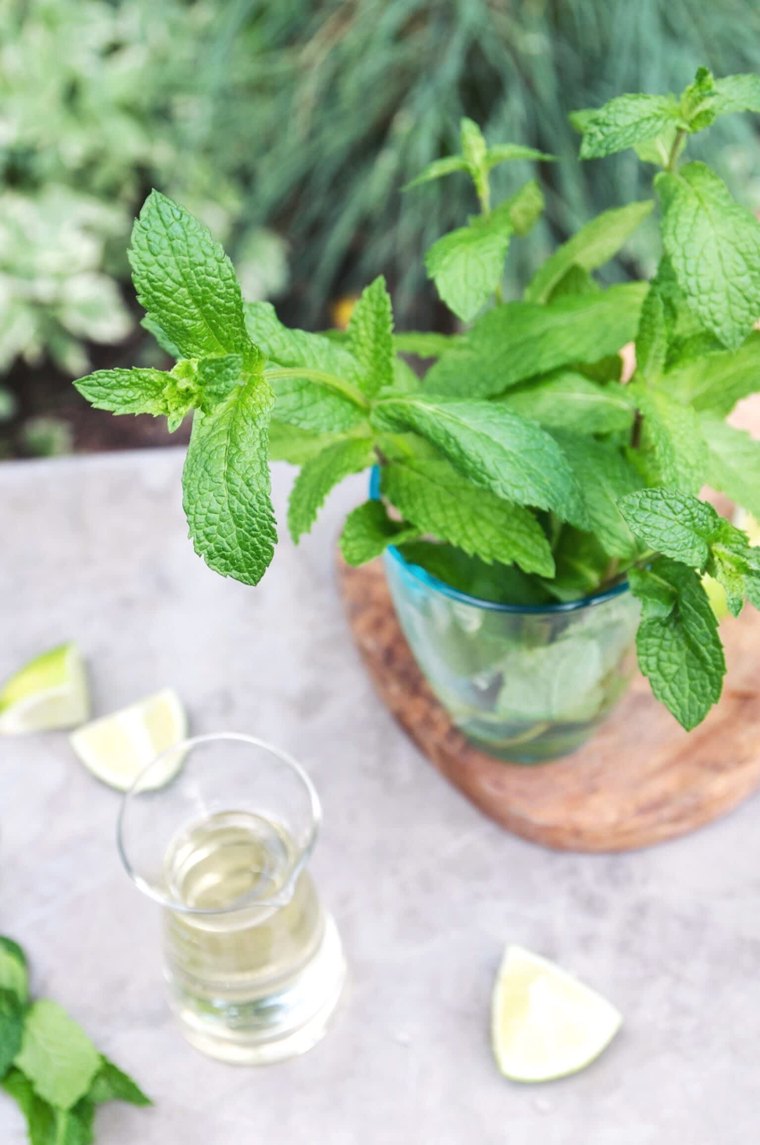 Everything You Need to Know About Growing Mint Kitchn