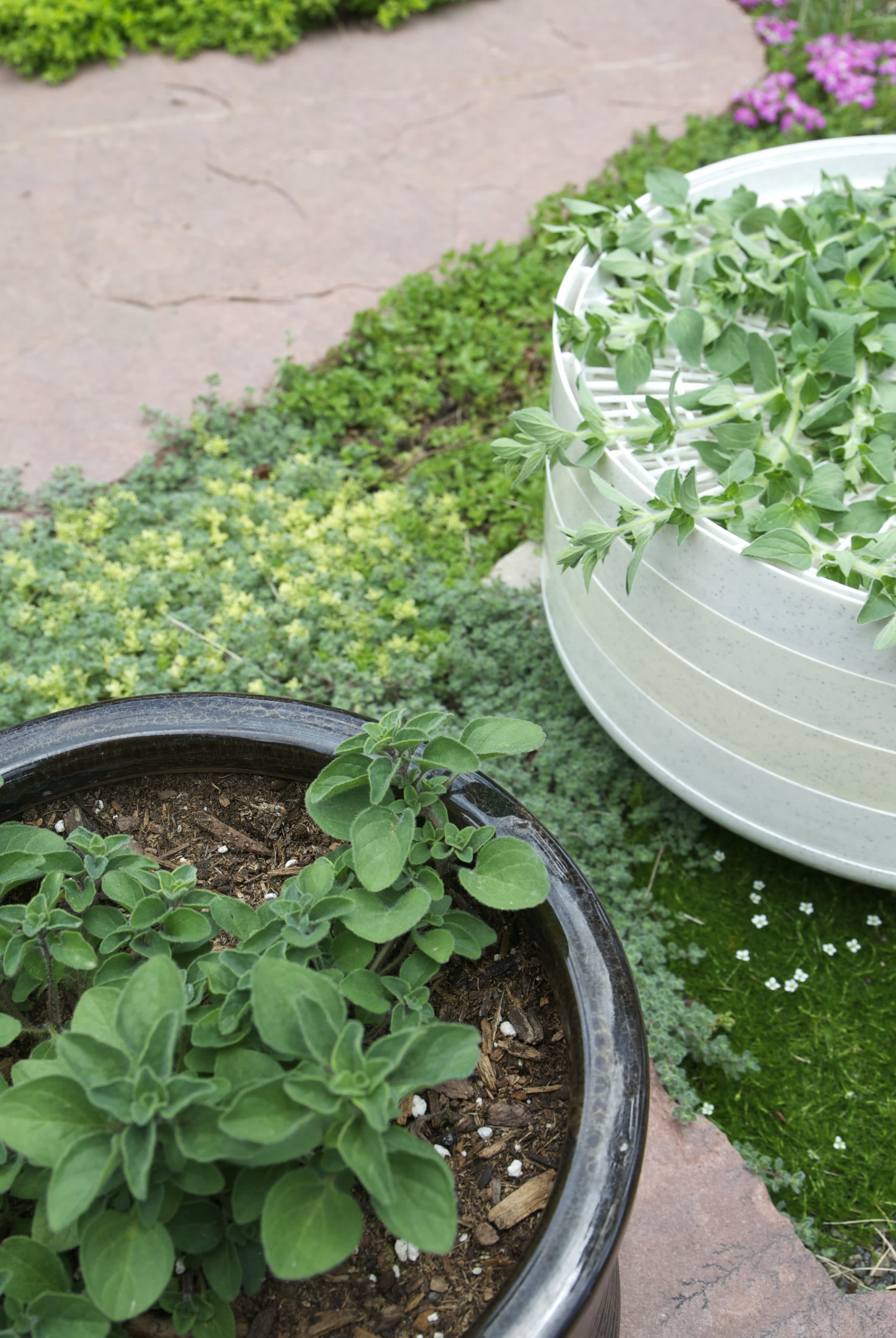 Why Dehydrating Is My Favorite Way to Preserve Oregano Kitchn